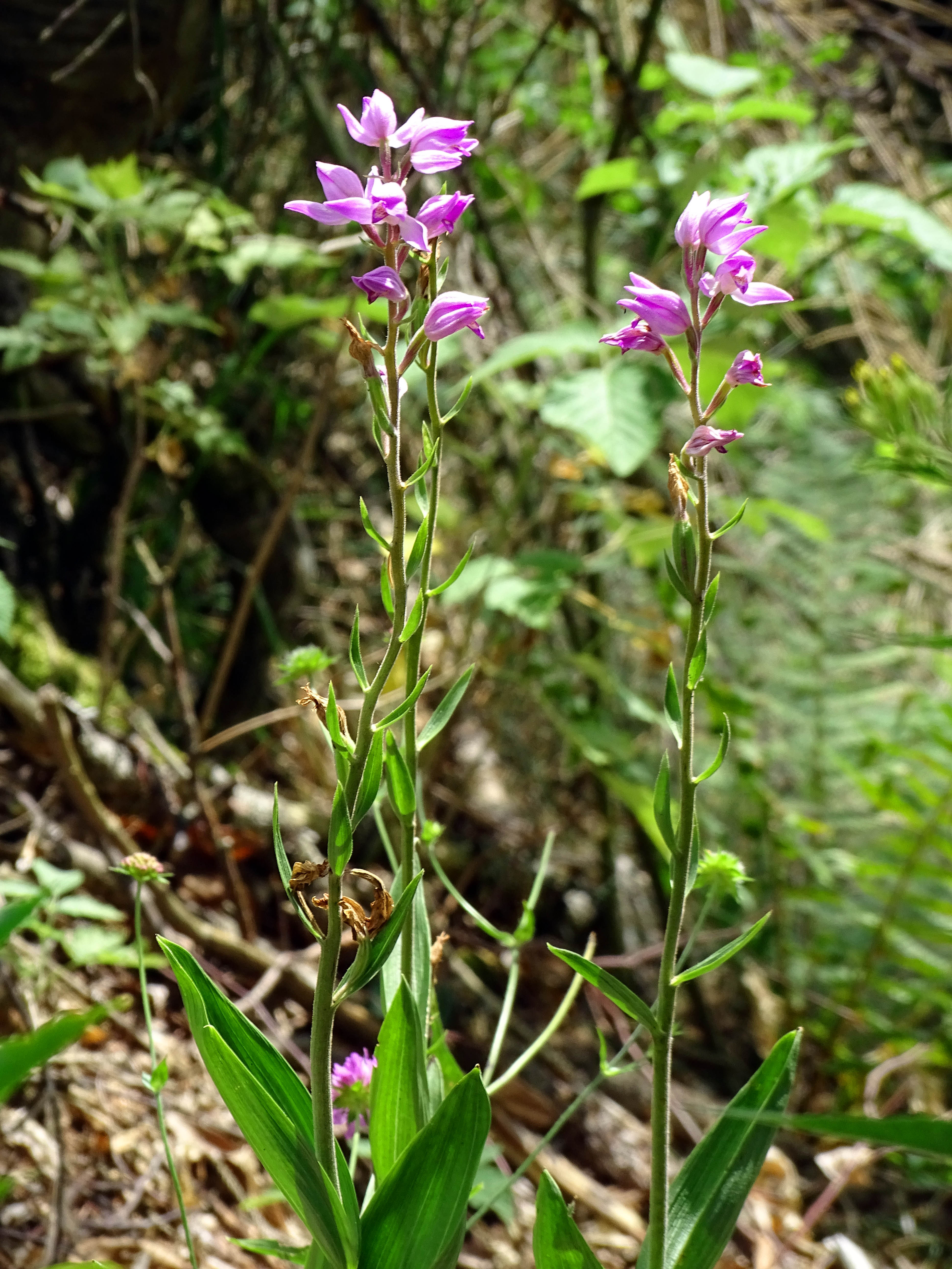 Cephalanthera rubra_niederschöckl.jpg