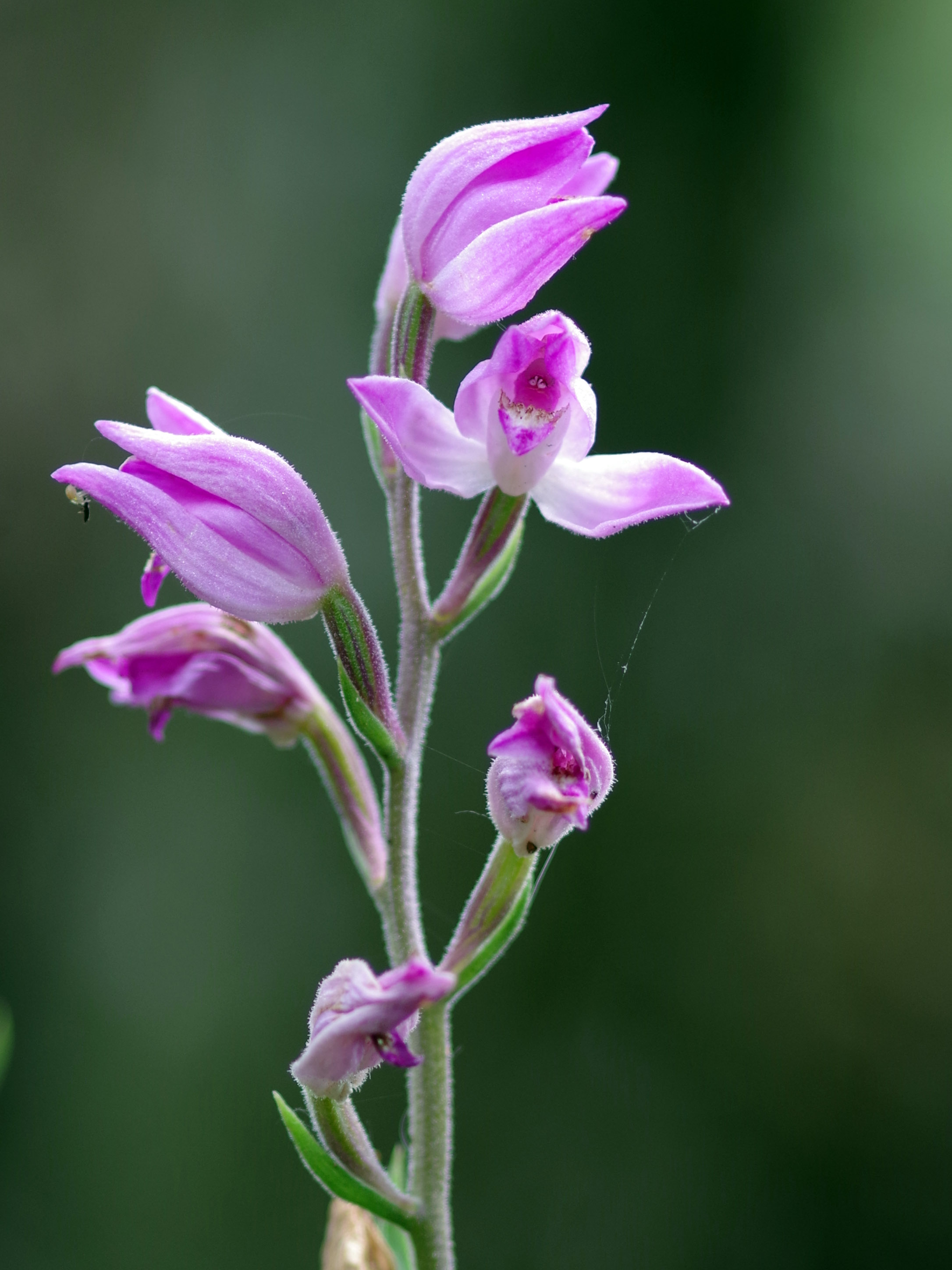 Cephalanthera rubra_niederschöckl2.jpg