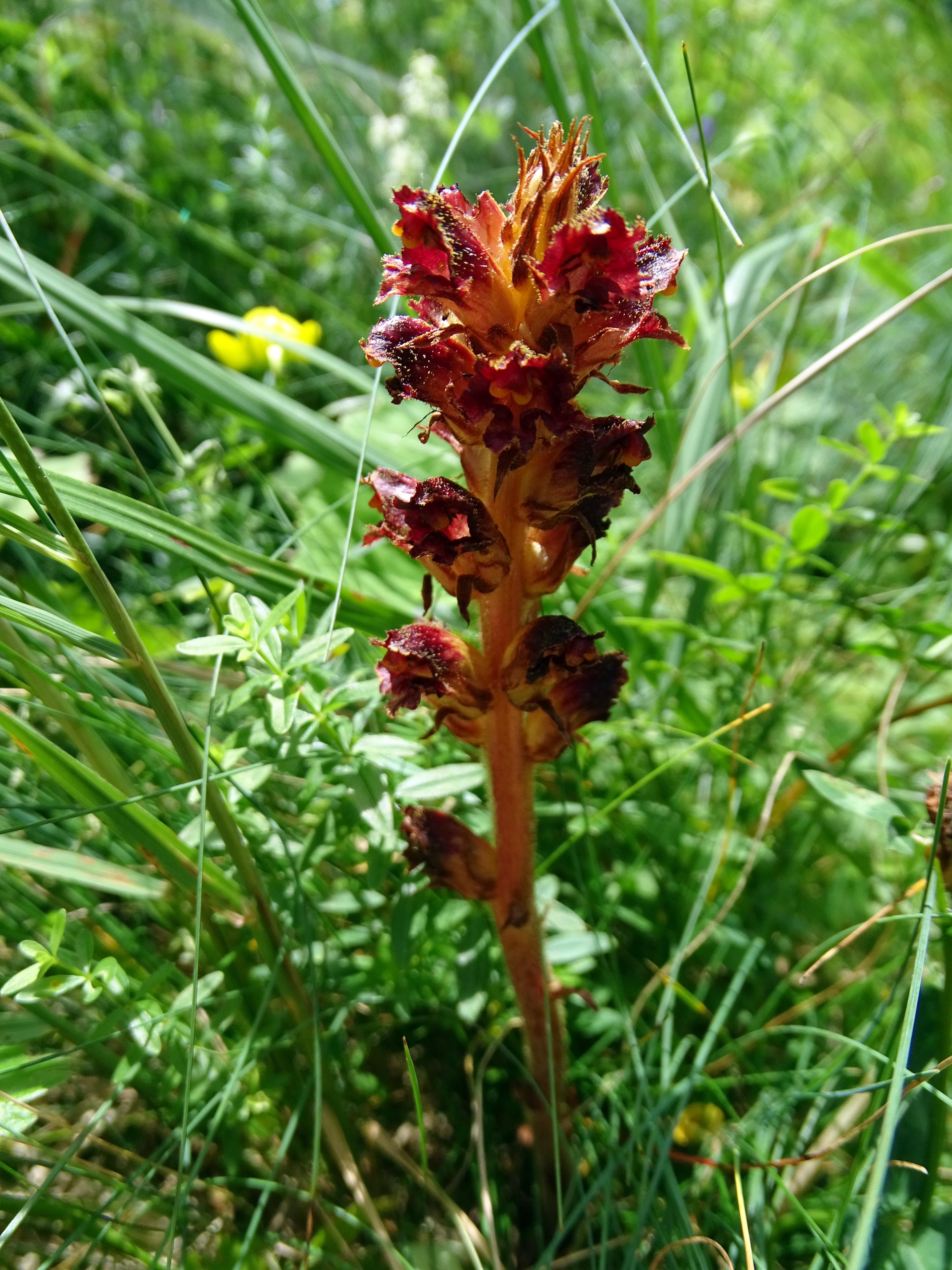 orobanche gracilis_niederschöckl.jpg