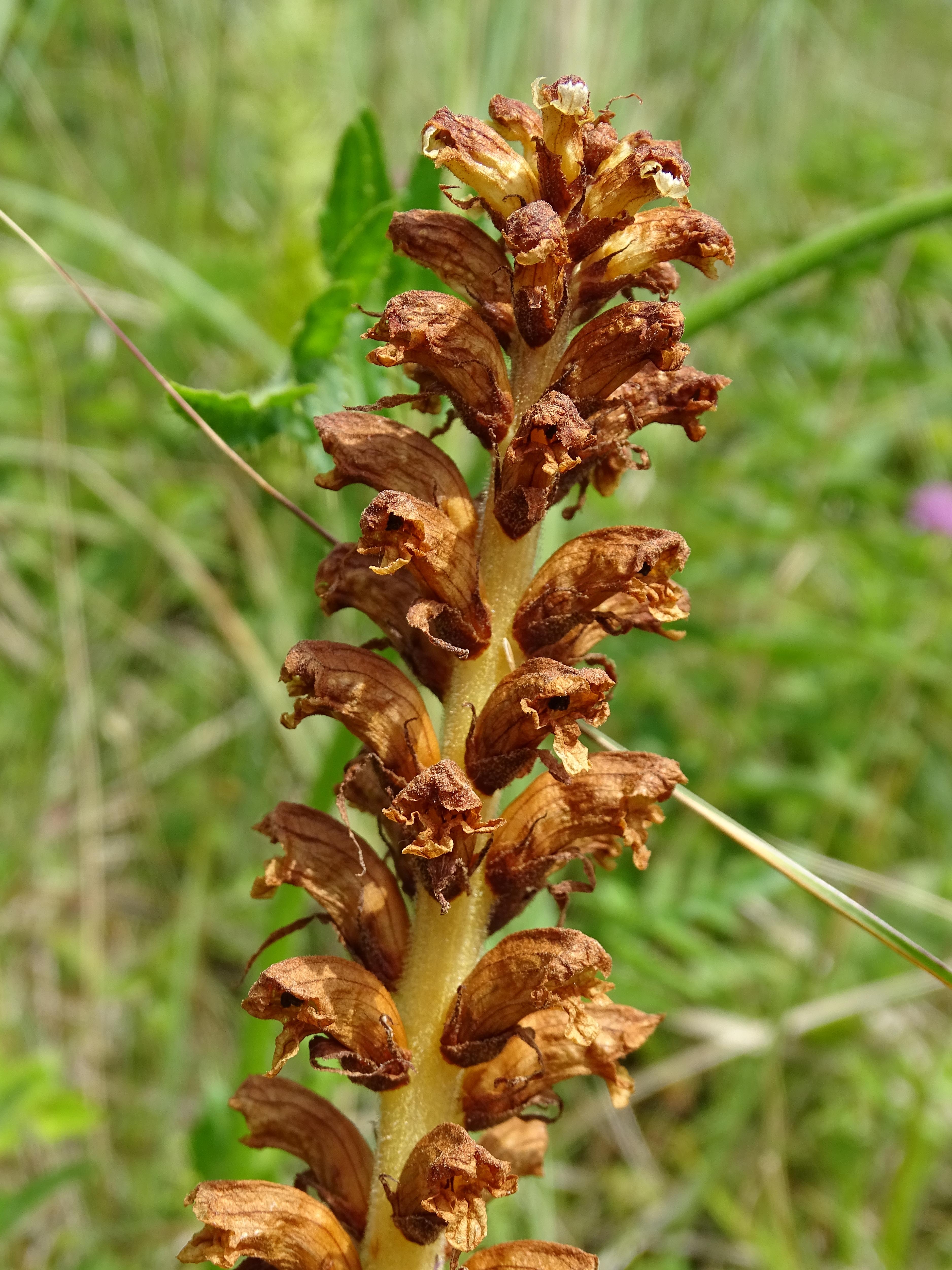 orobanche_niederschöckl5.jpg