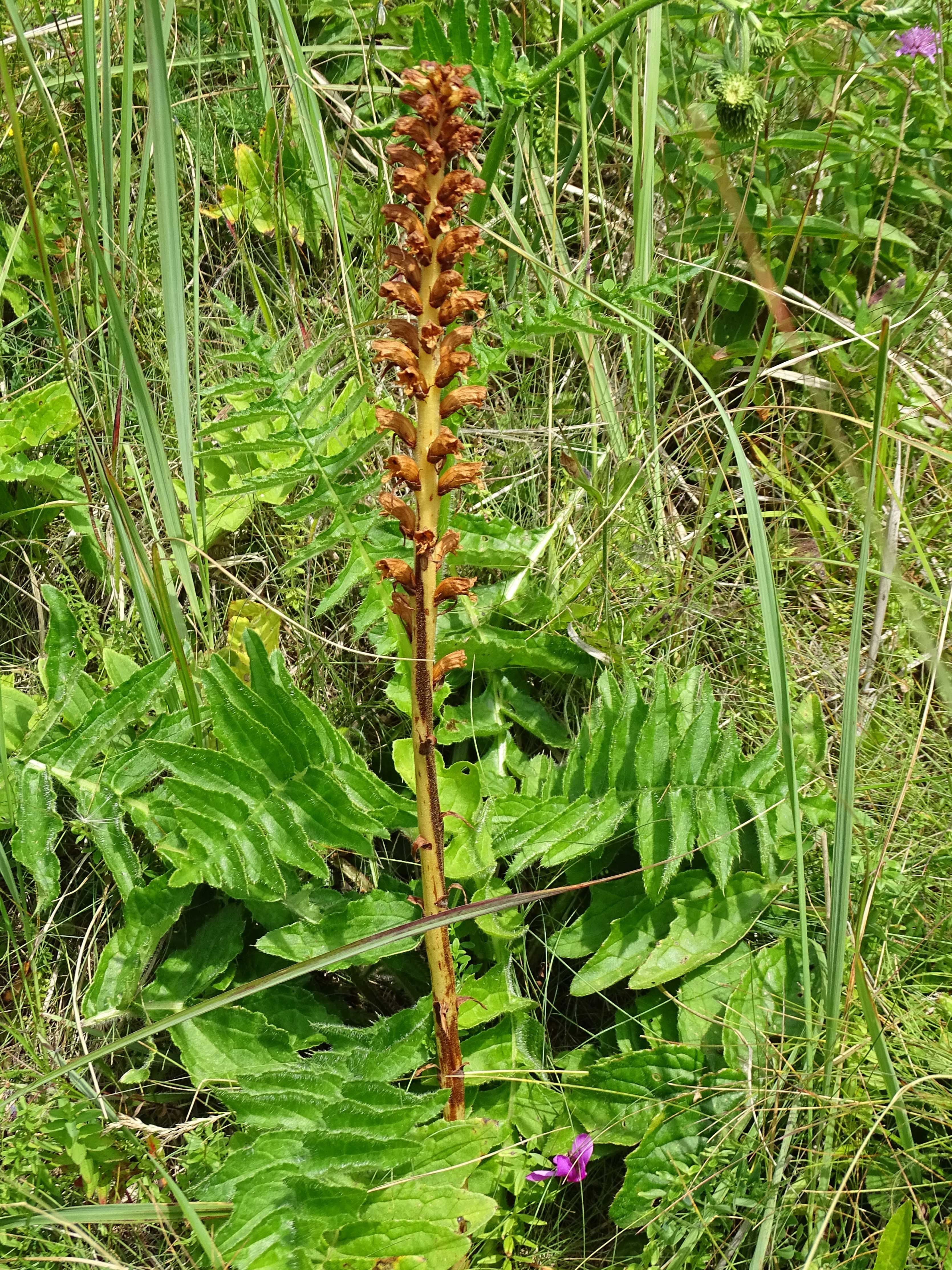 orobanche_niederschöckl4.jpg