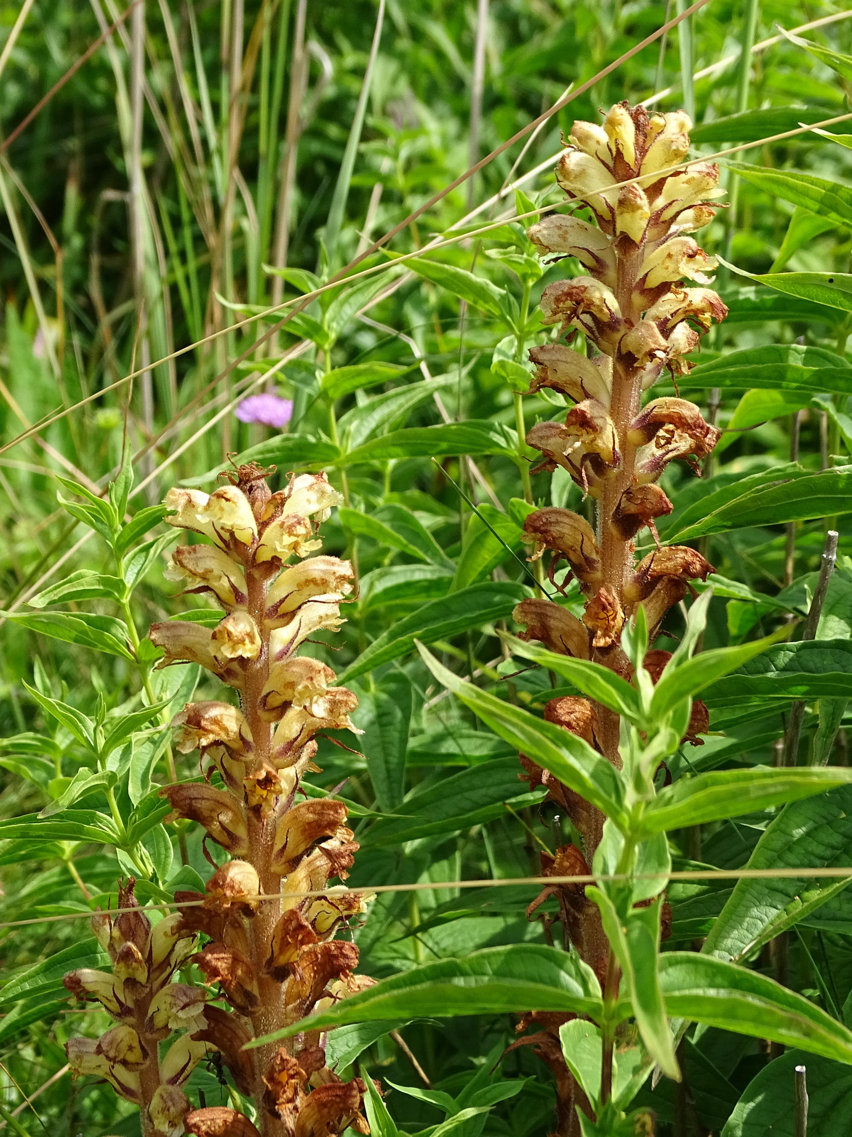 orobanche_niederschöckl3.jpg