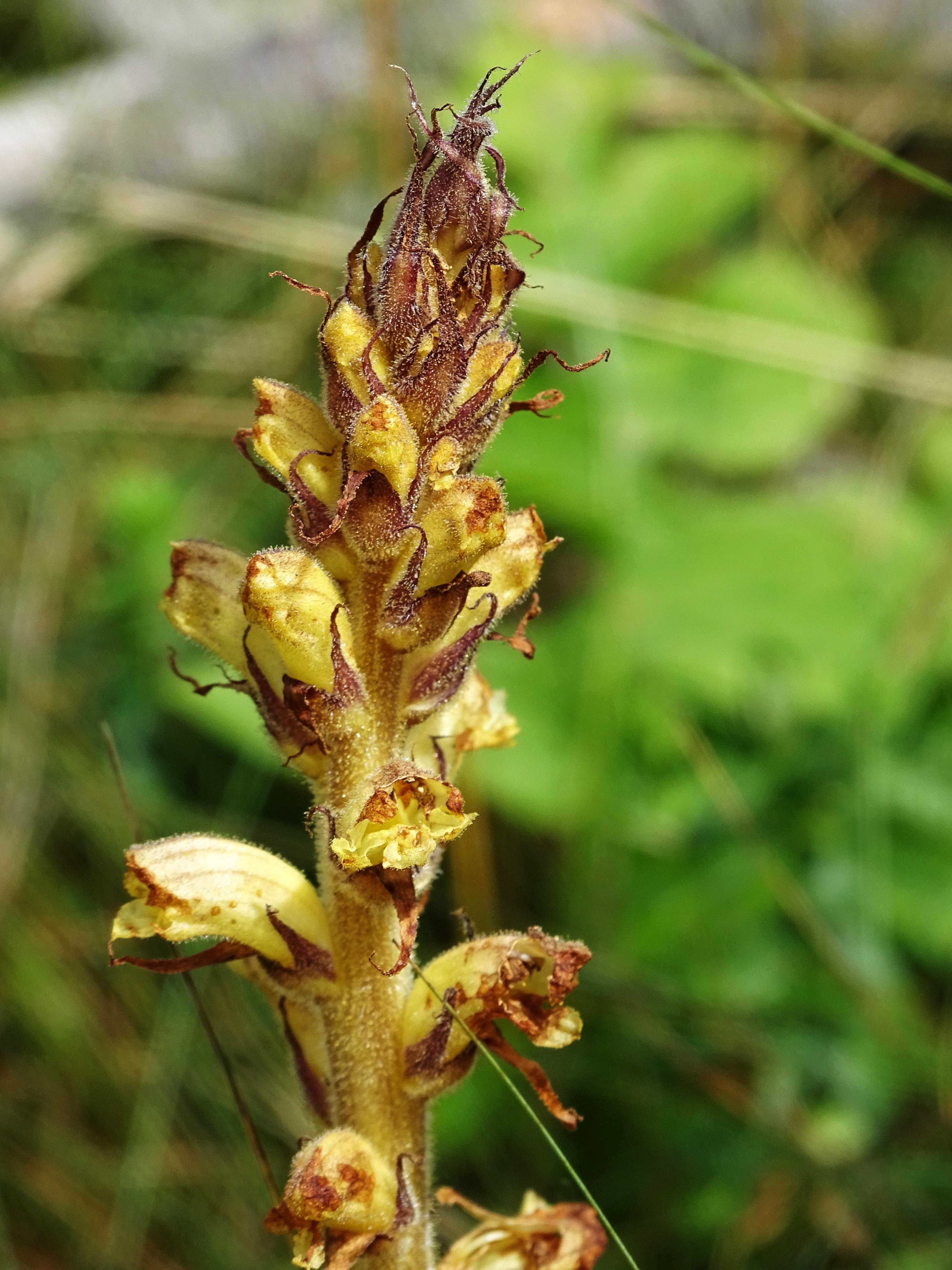 orobanche_niederschöckl2.jpg