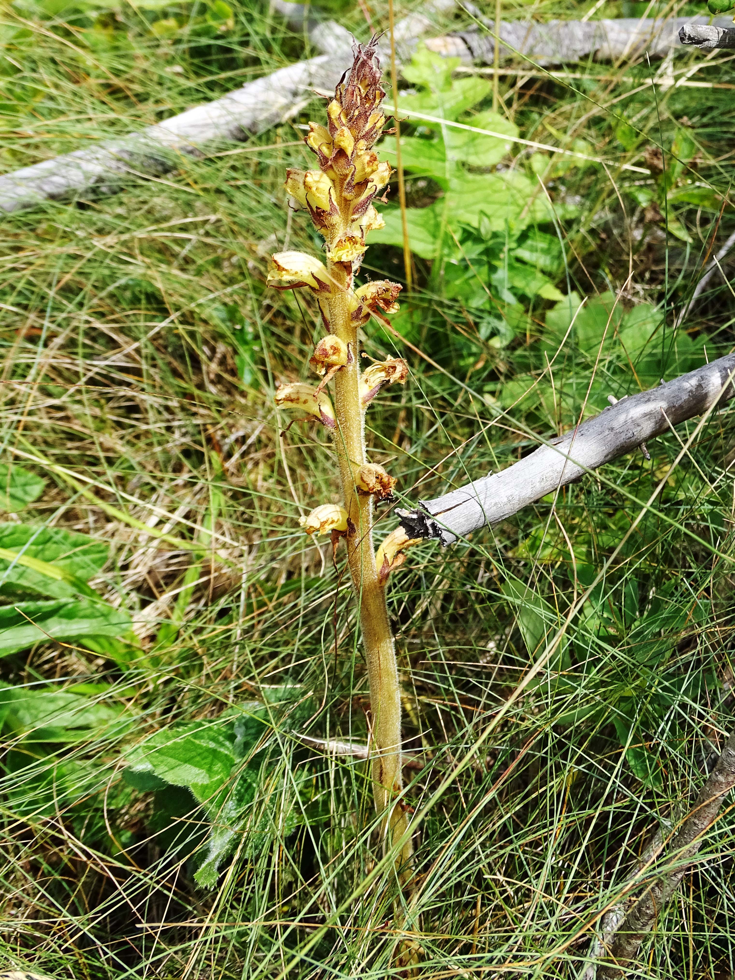 orobanche_niederschöckl.jpg