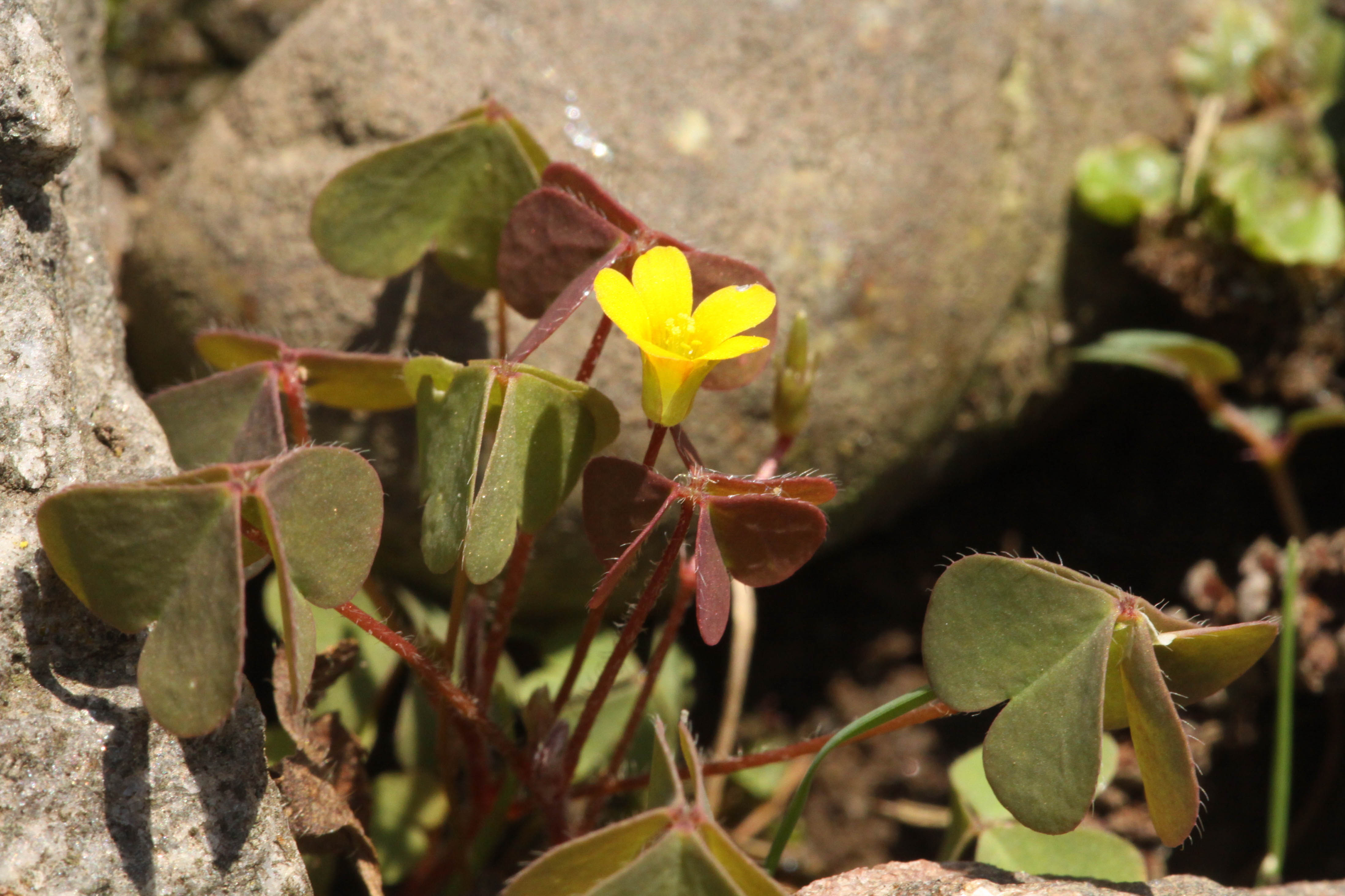 Oxalis_corniculata_Raucheneck_2010_07_07.jpg