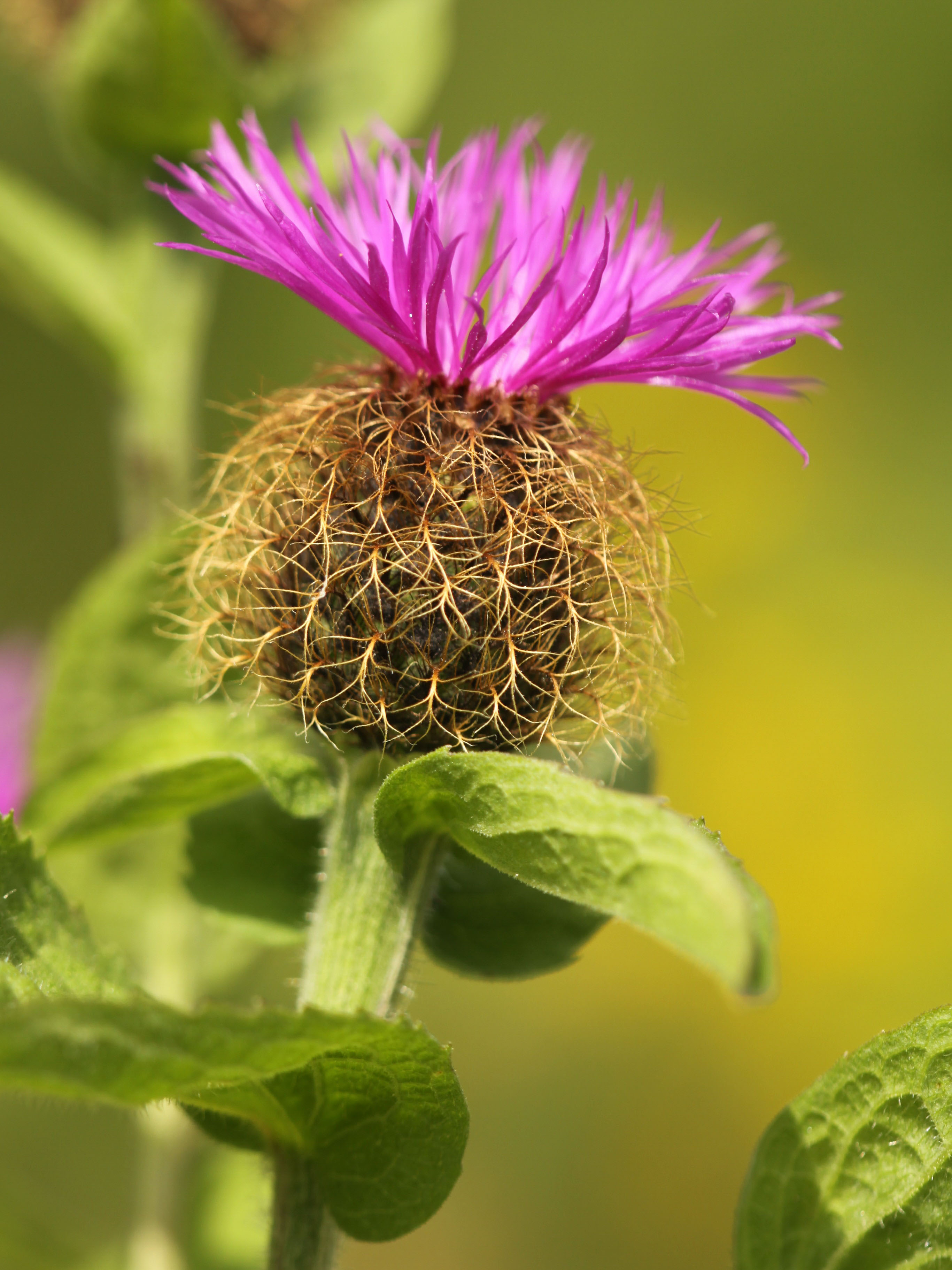 Centaurea_pseudophrygia_Zettersfeld_2010_07_14.jpg