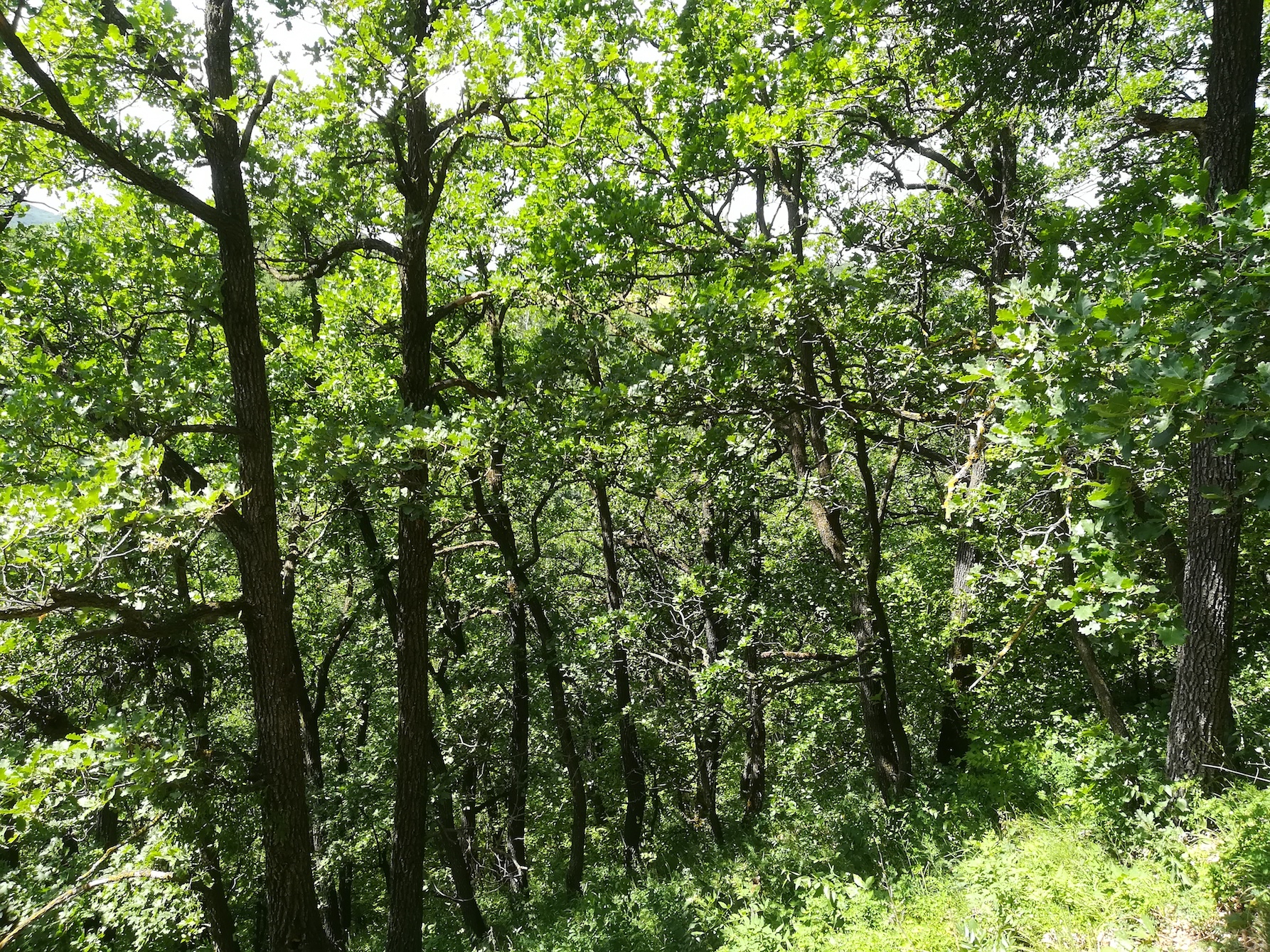 flaumeichenwald quercus pubescens wiener eichkogel_20180612_115124.jpg