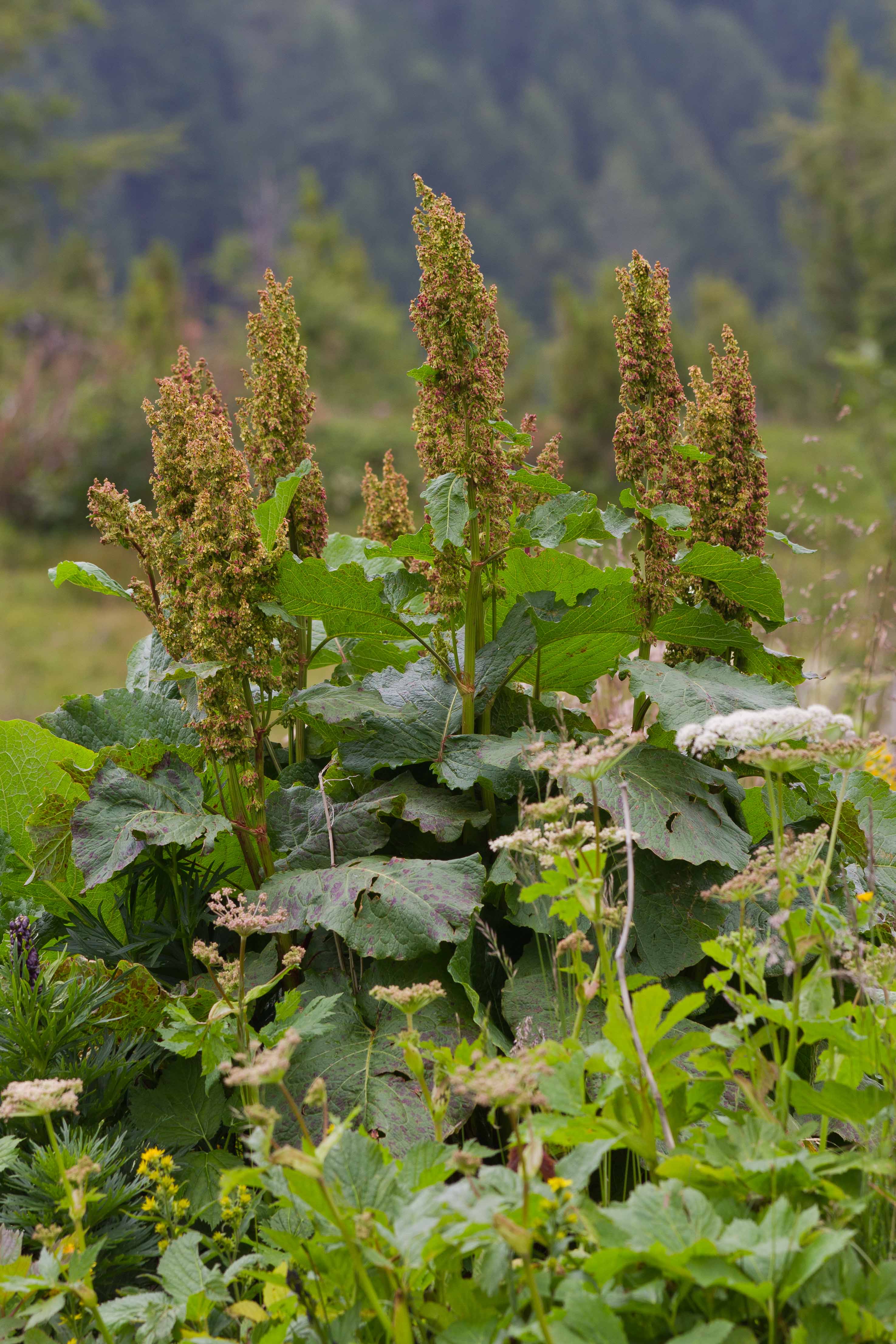 Polygonaceae_Rumex alpinus.jpg