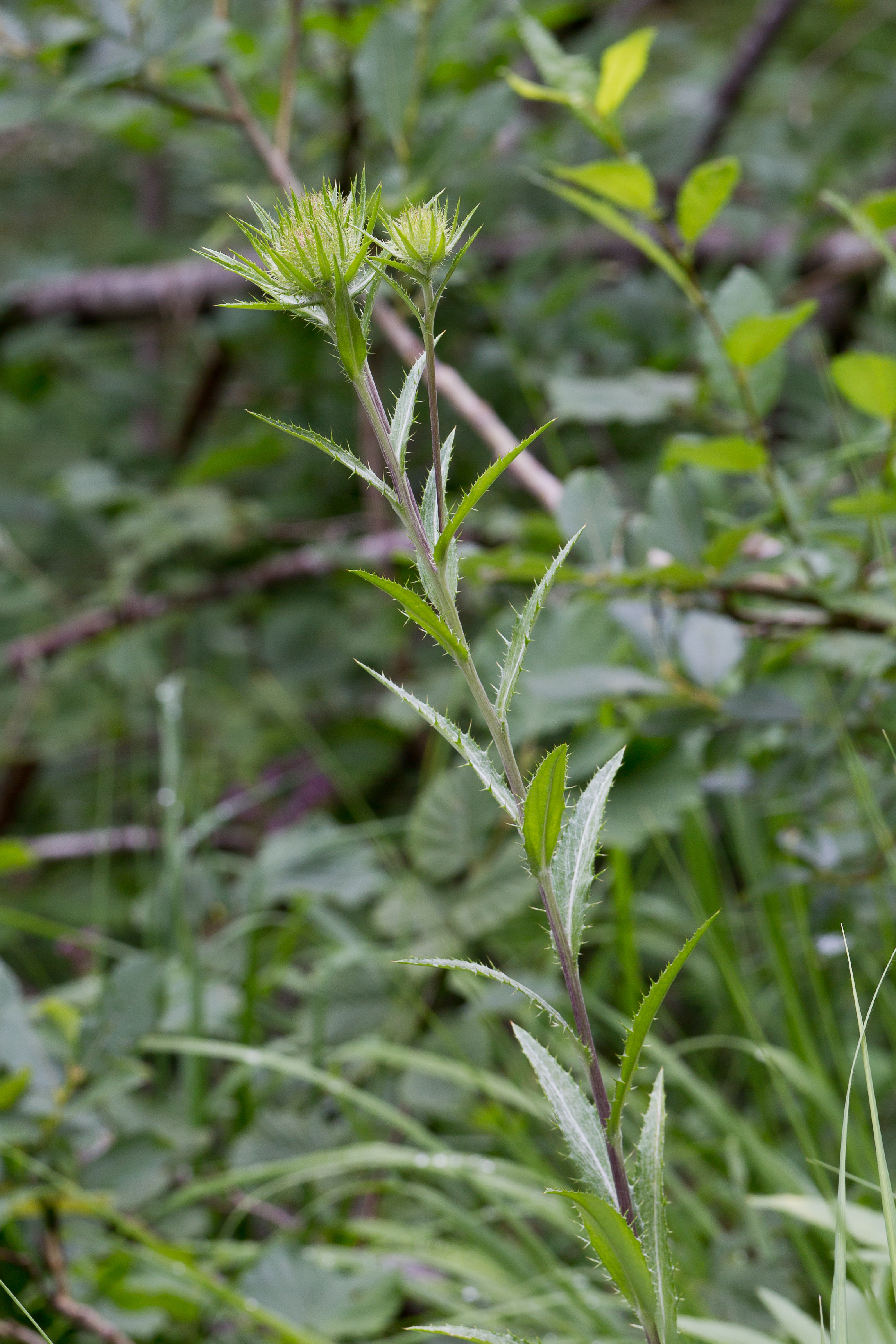 Asteraceae_Carlina biebersteinii 2-2.jpg