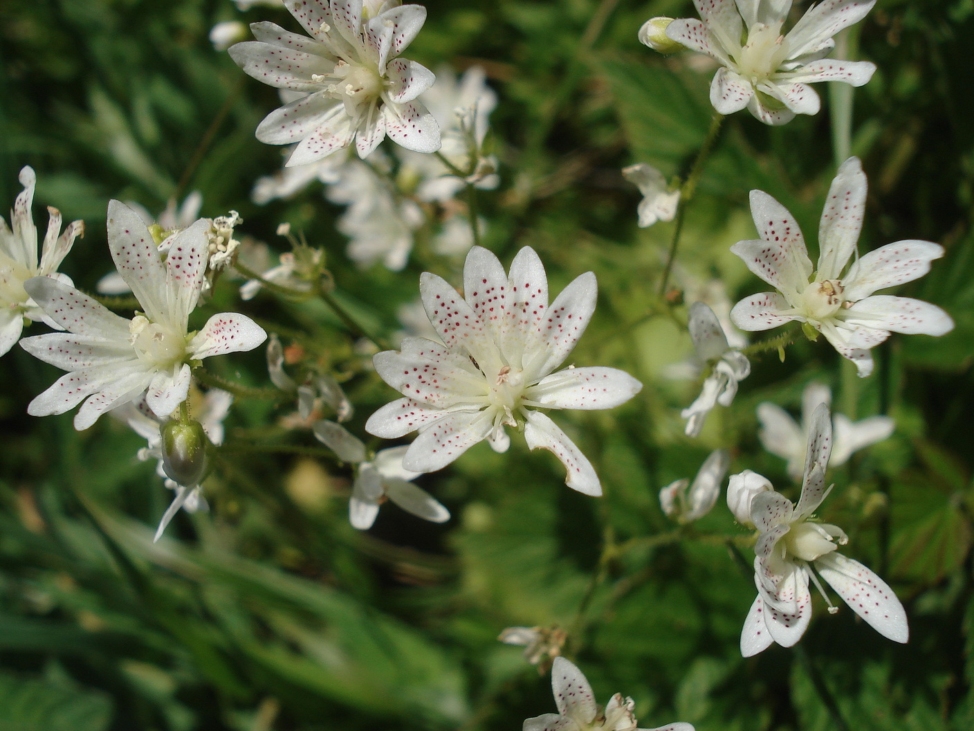 Saxifraga.rotundifolia-abnorm.St-Radmerhals.23.7.19.JPG