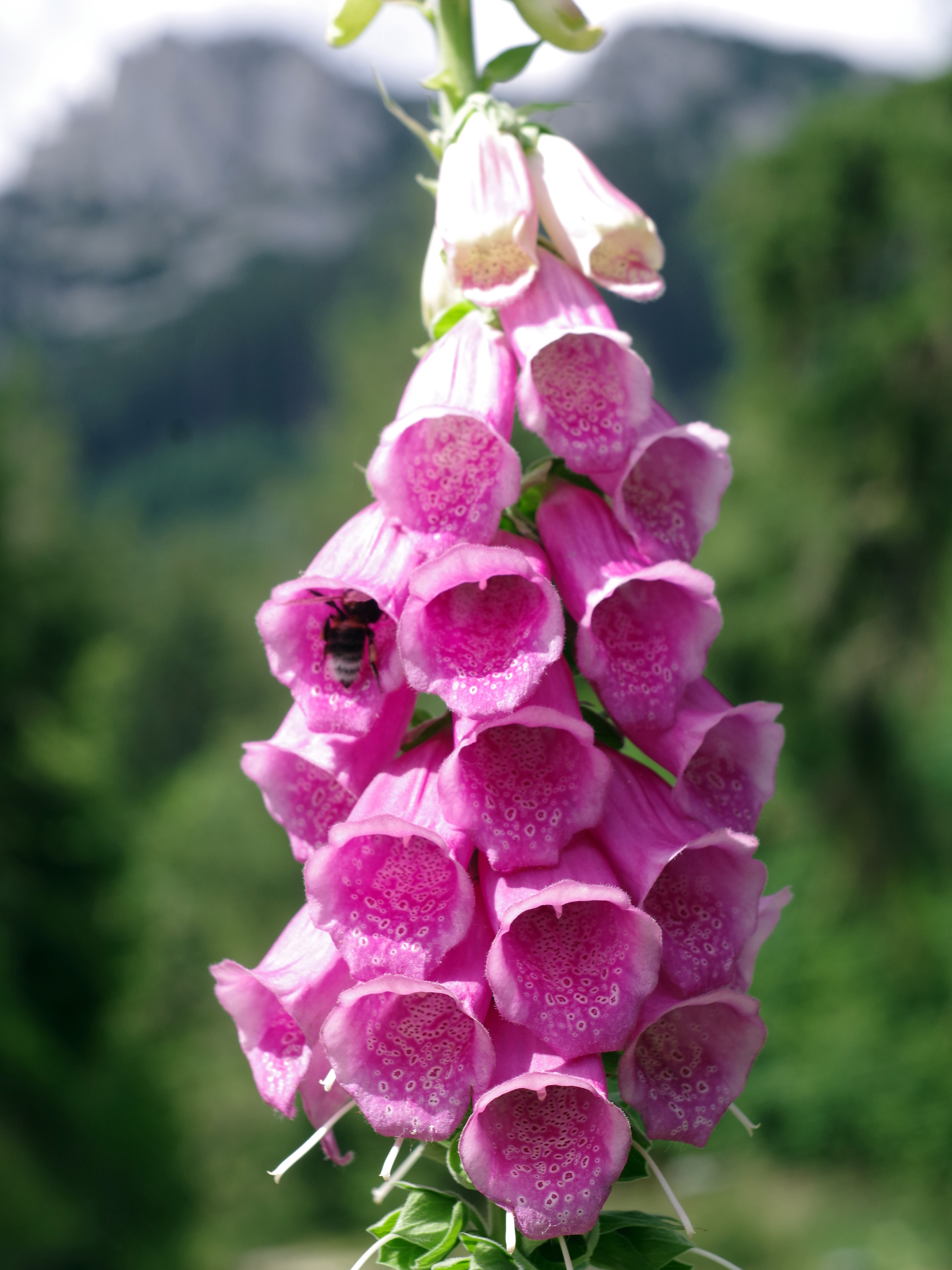 Digitalis purpurea_trenchtling.jpg