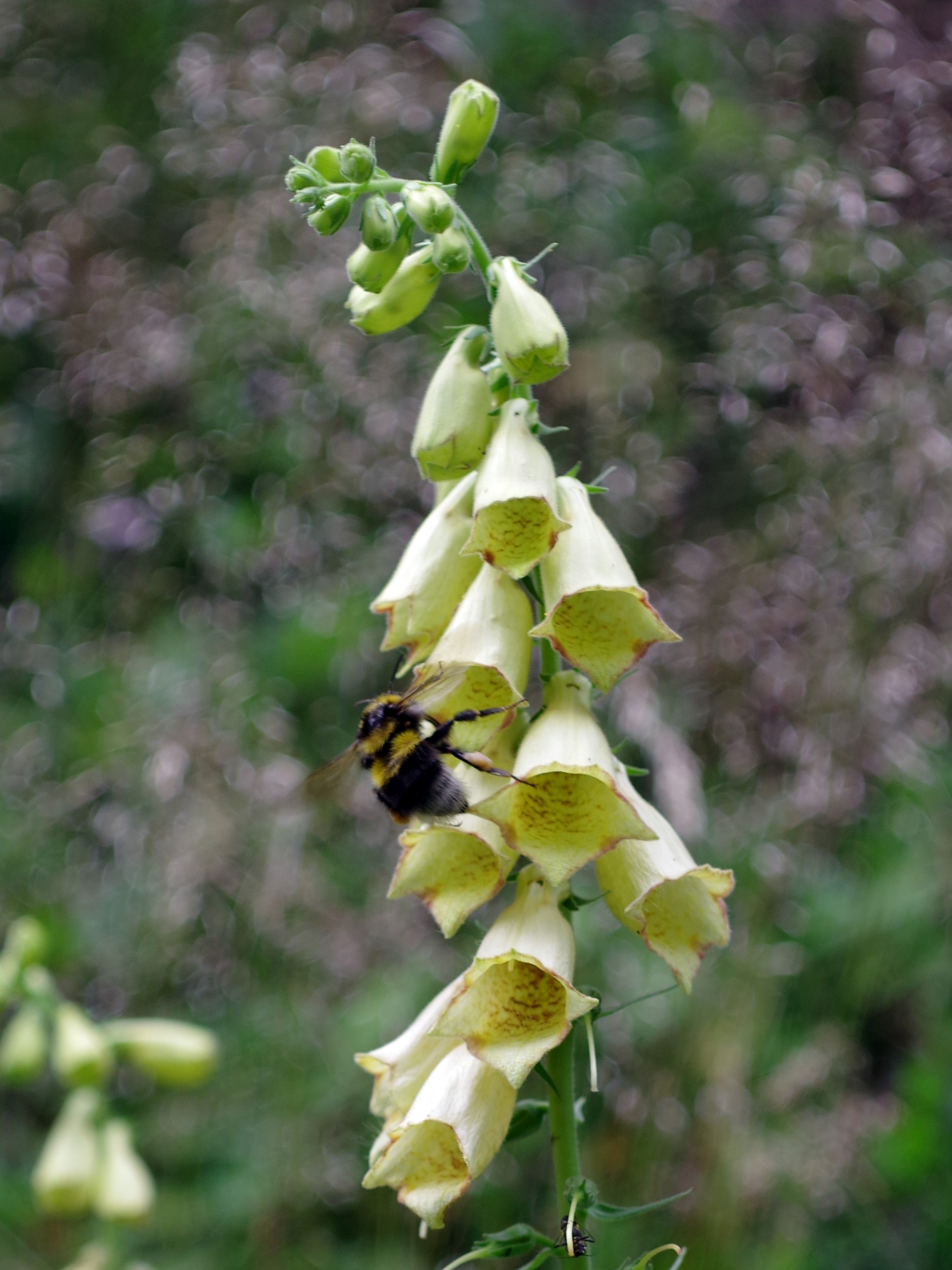 Digitalis grandiflora_trenchtling.jpg