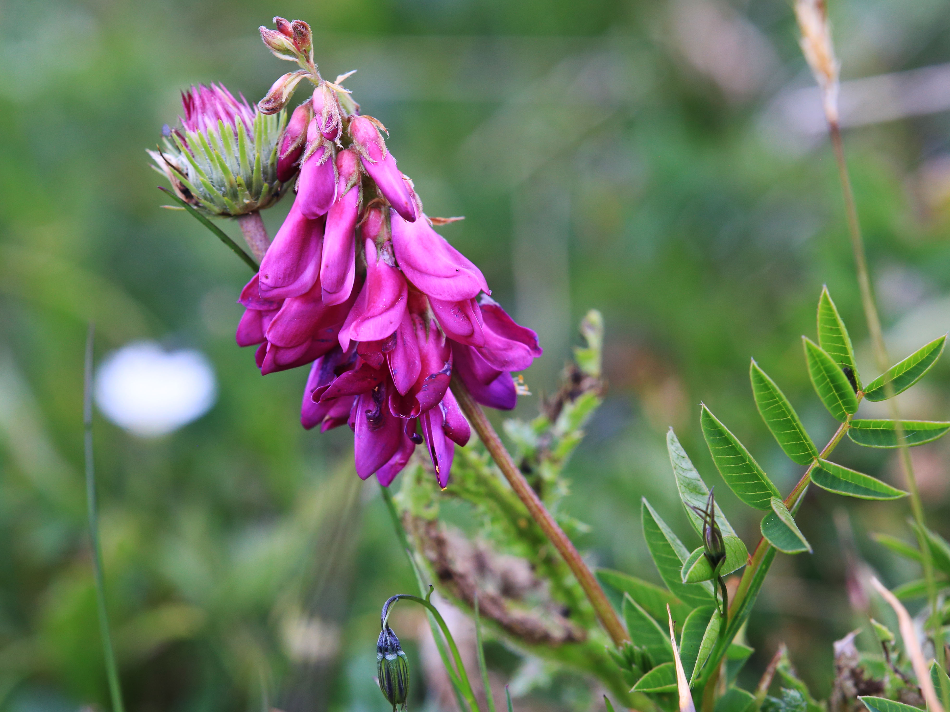 Hedysarum hedysaroides_trenchtling.jpg