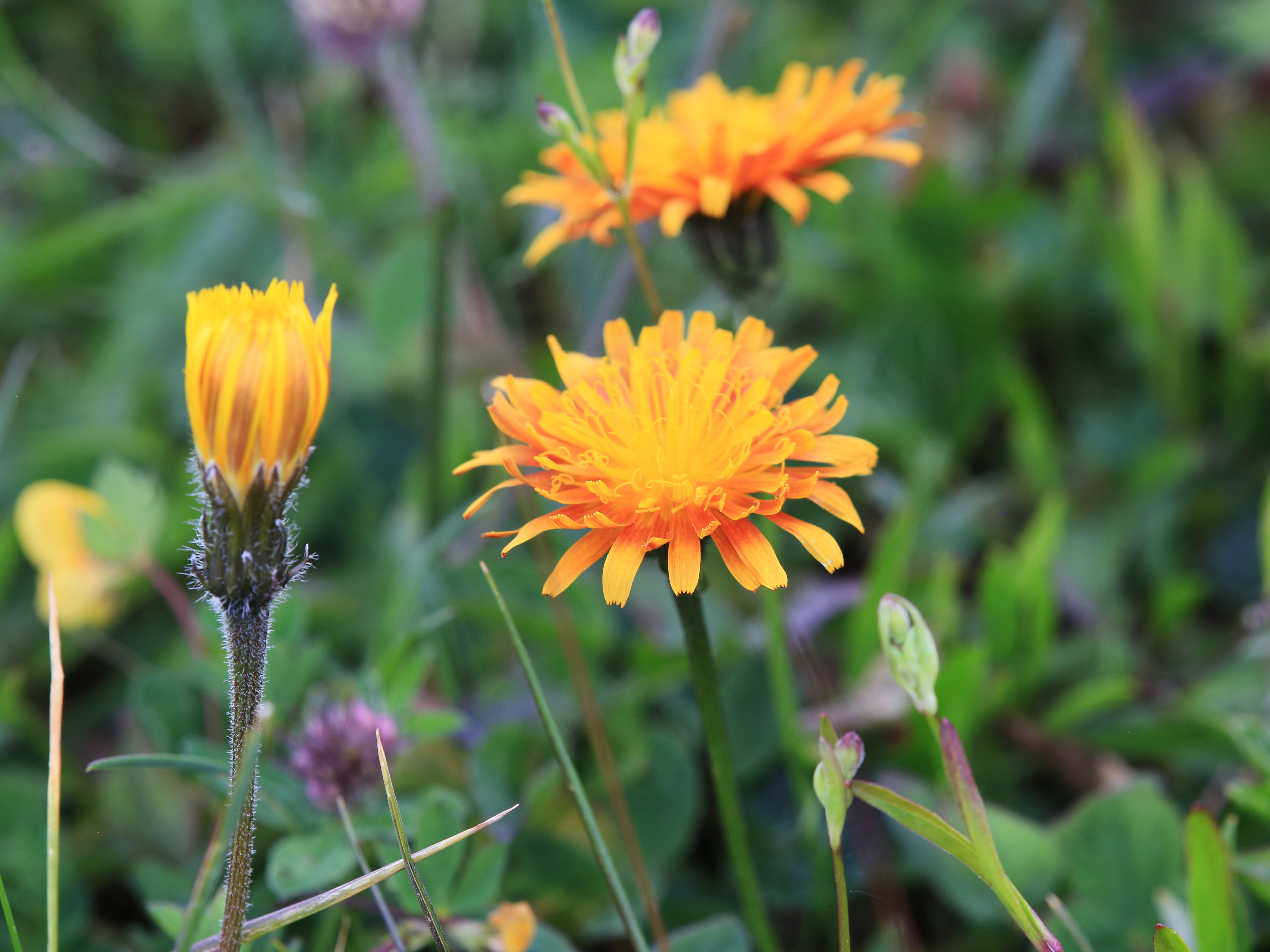 Crepis aurea_trenchtling.jpg