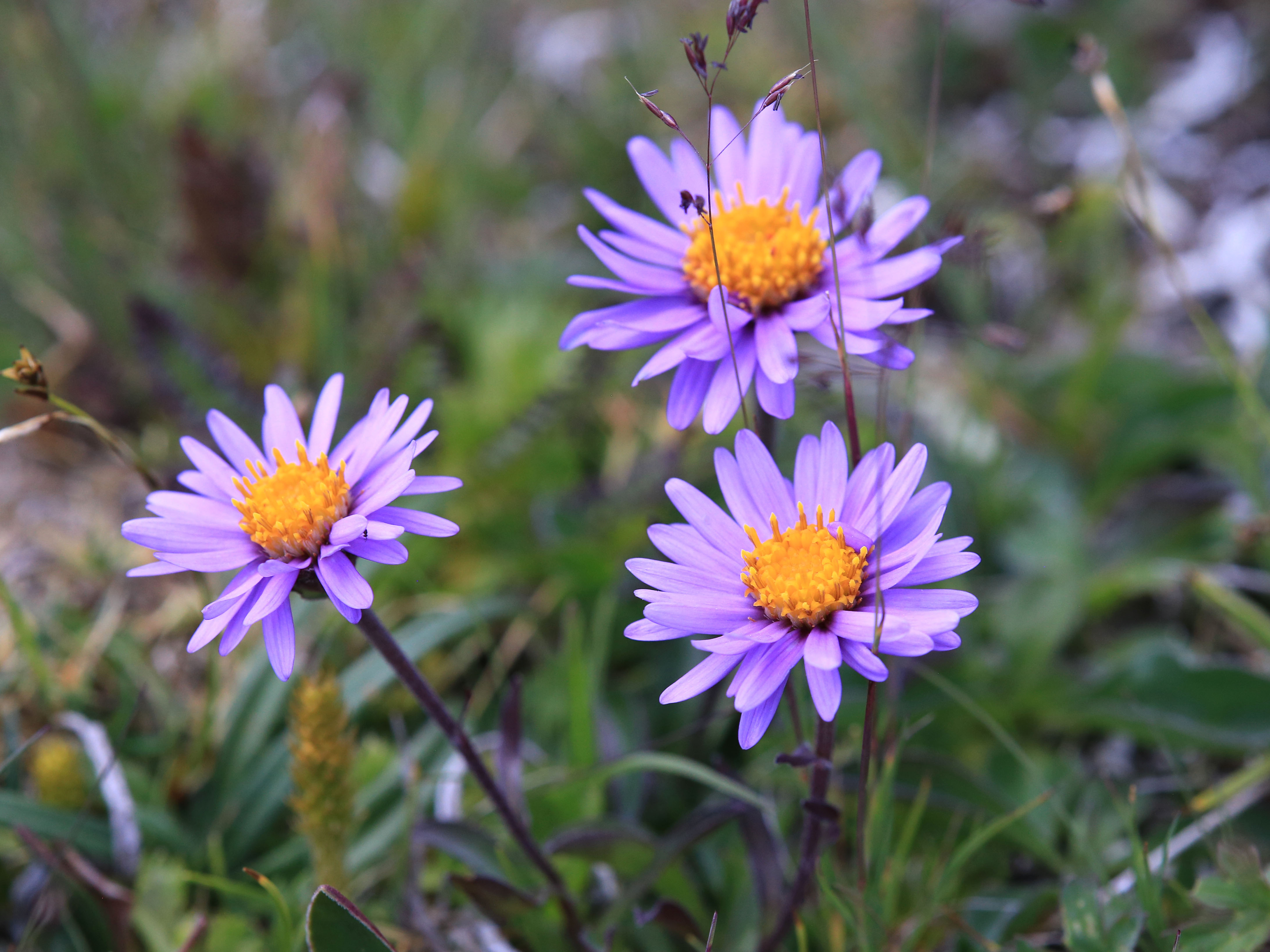 Aster alpinus_trenchtling.jpg