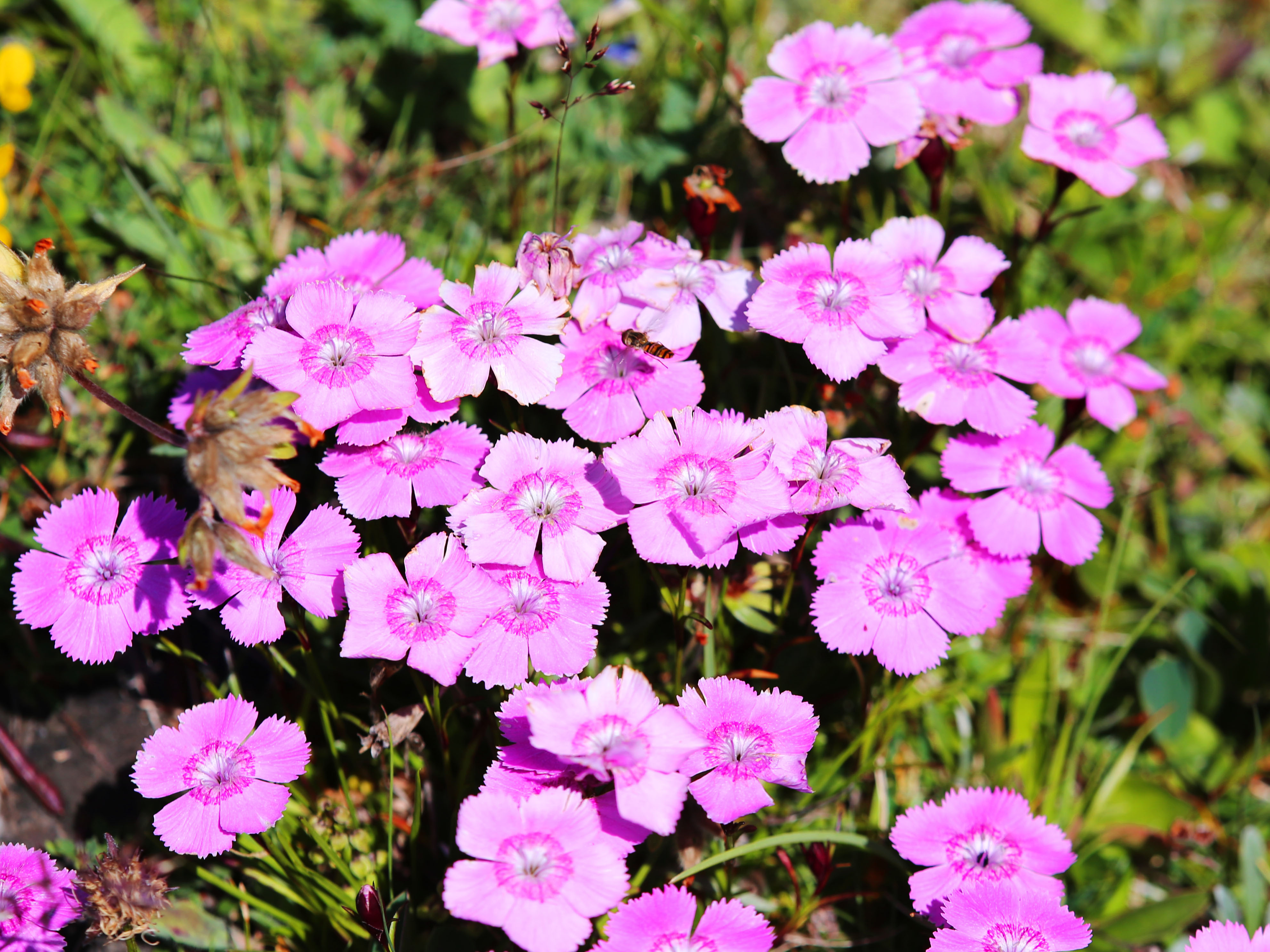 Dianthus alpinus_trenchtling.jpg