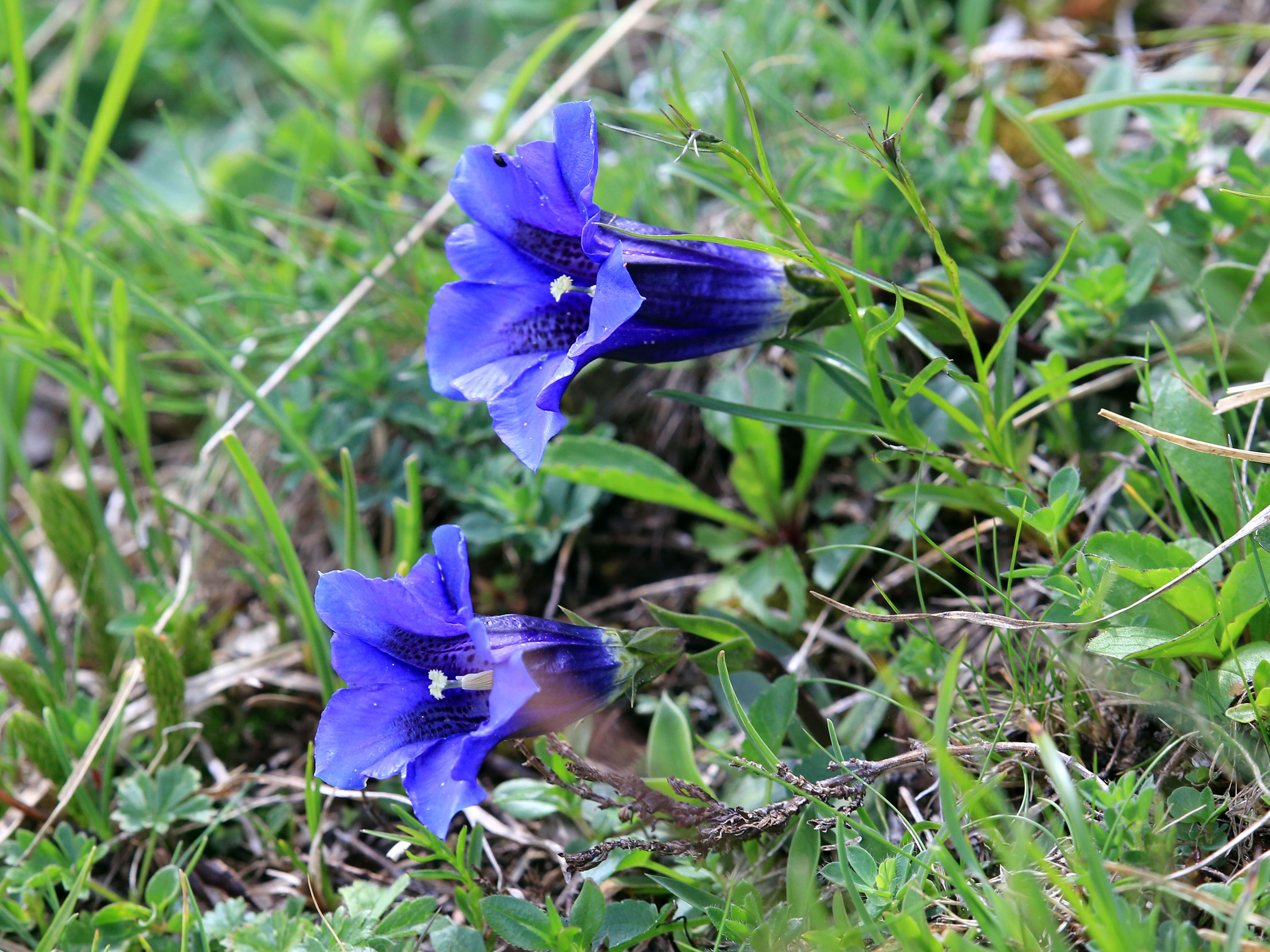 Gentiana clusii_trenchtling.jpg