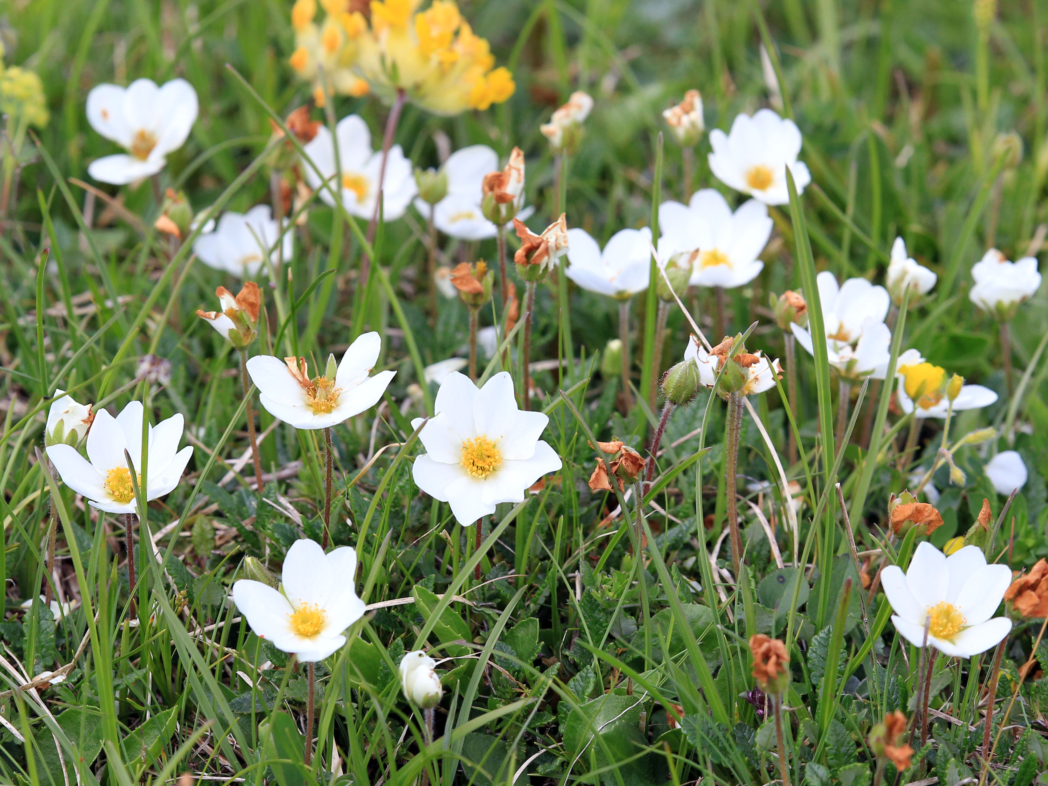 Dryas octopetala_trenchtling.jpg