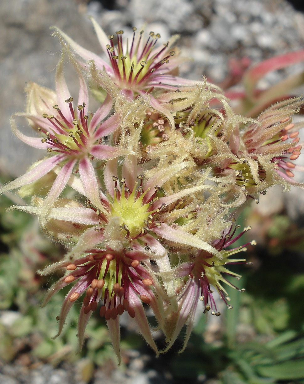 Sempervivum grandiflorum x montanum.I-Gran Paradiso 16.7.2019.JPG