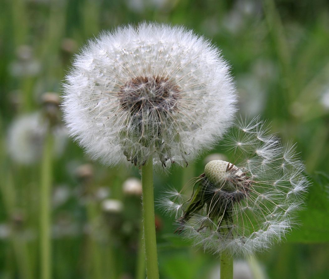 Taraxacum officinale IDNr31600 Intensivwiese am Rohrbach Norbert Sauberer 17 05 2007_02.jpg