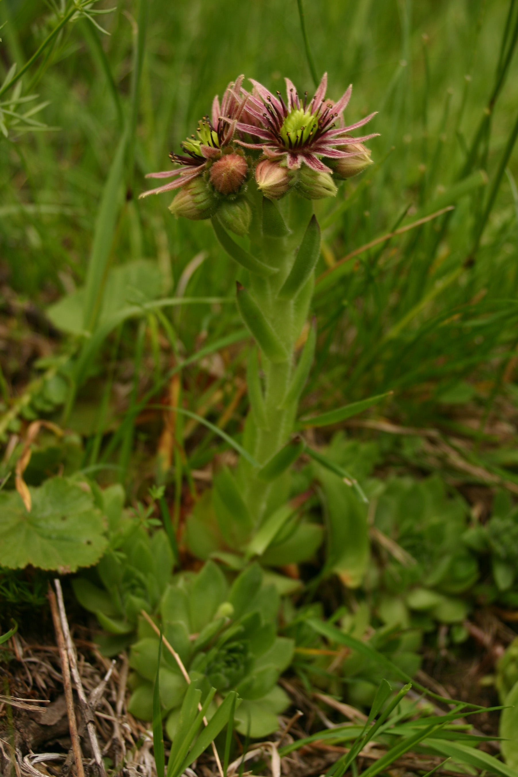 Sempervivum_wulfenii_x_montanum.jpg