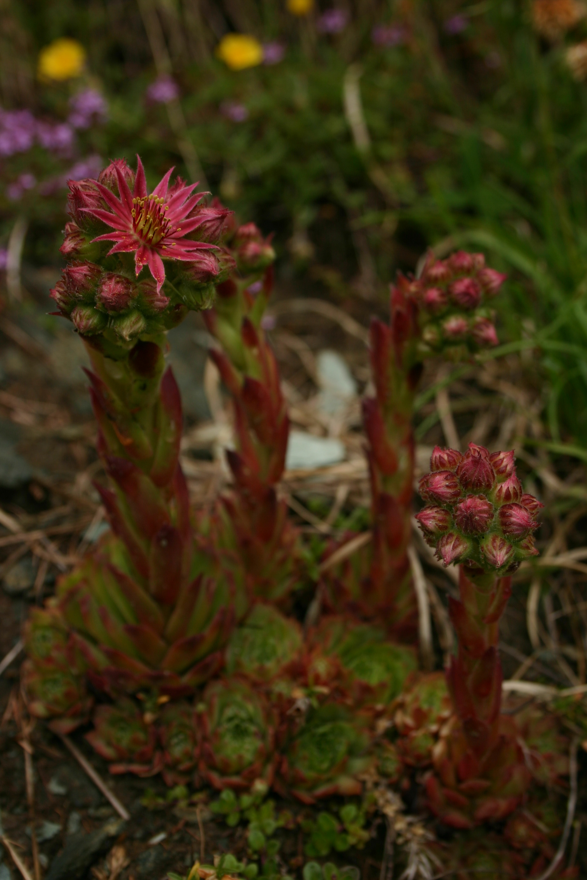 Sempervivum_arachnoideum_x_montanum.jpg