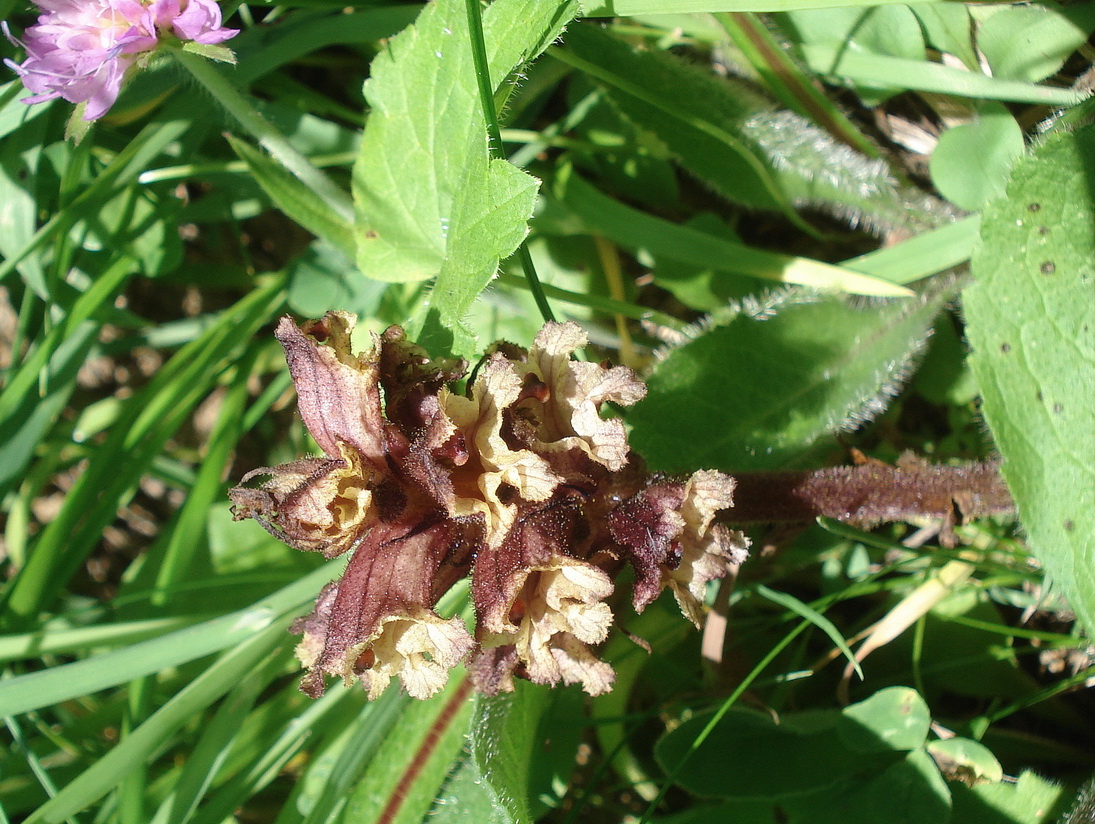 Orobanche.pancicii.St-Pusterwaldgraben-Eiskar.JPG