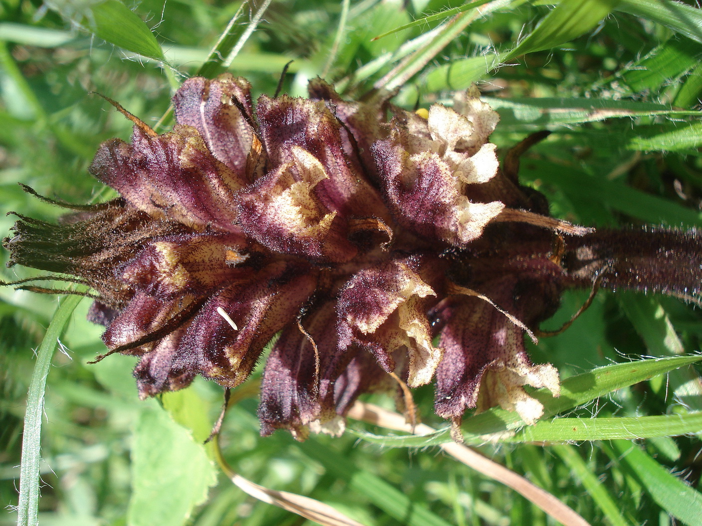 Orobanche.pancicii.St-Pusterwaldgraben- Eiskar.JPG