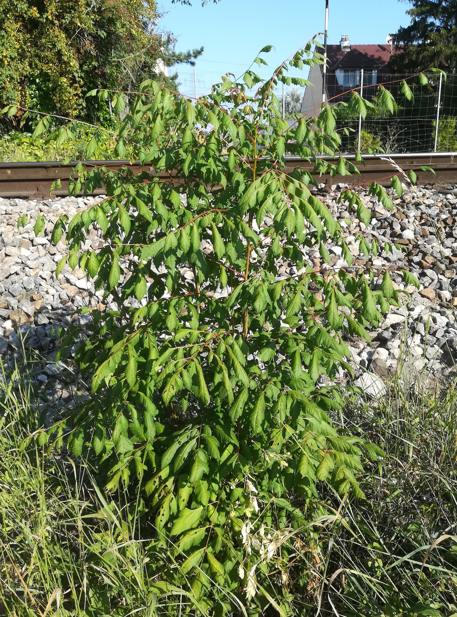 koelreuteria paniculata bhf götzendorf_20190726_084711.jpg