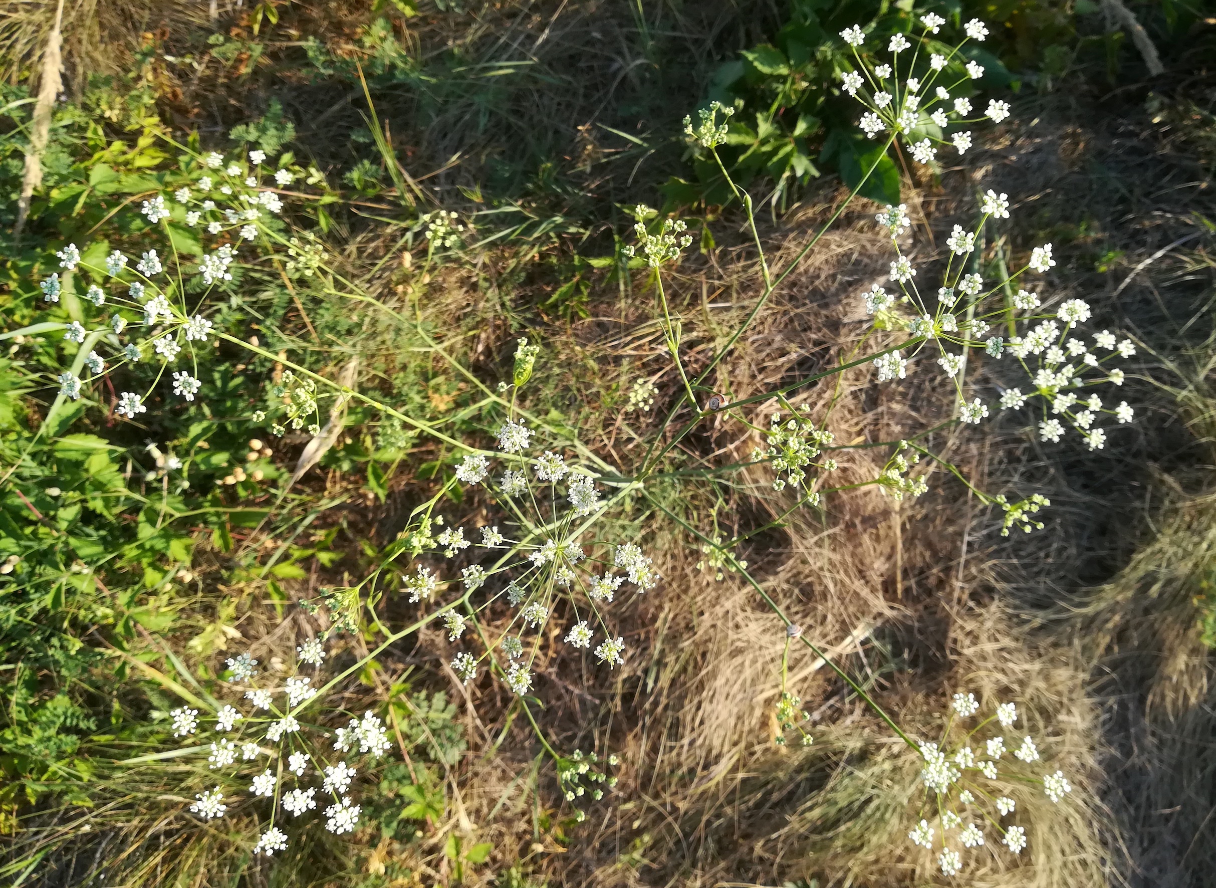 seseli pallasii bhf götzendorf_20190726_071723.jpg