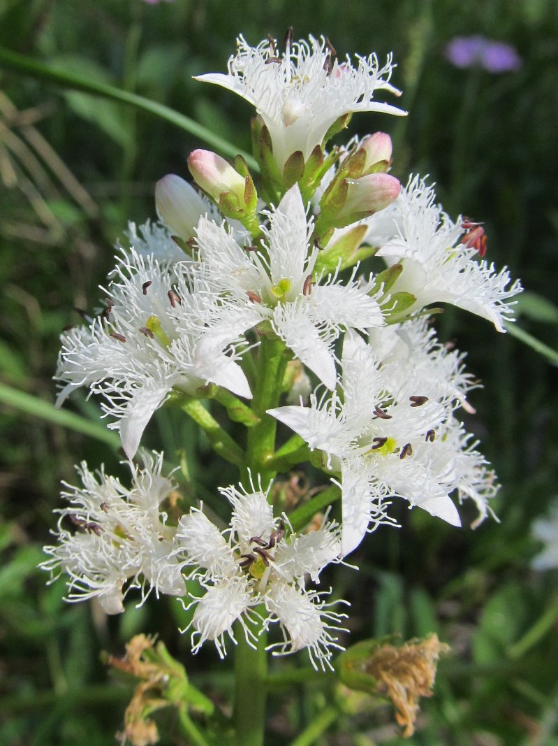 IMG_8591Fieberklee(Menyanthes trifoliata)Walsterursprung09-06-2019.jpg