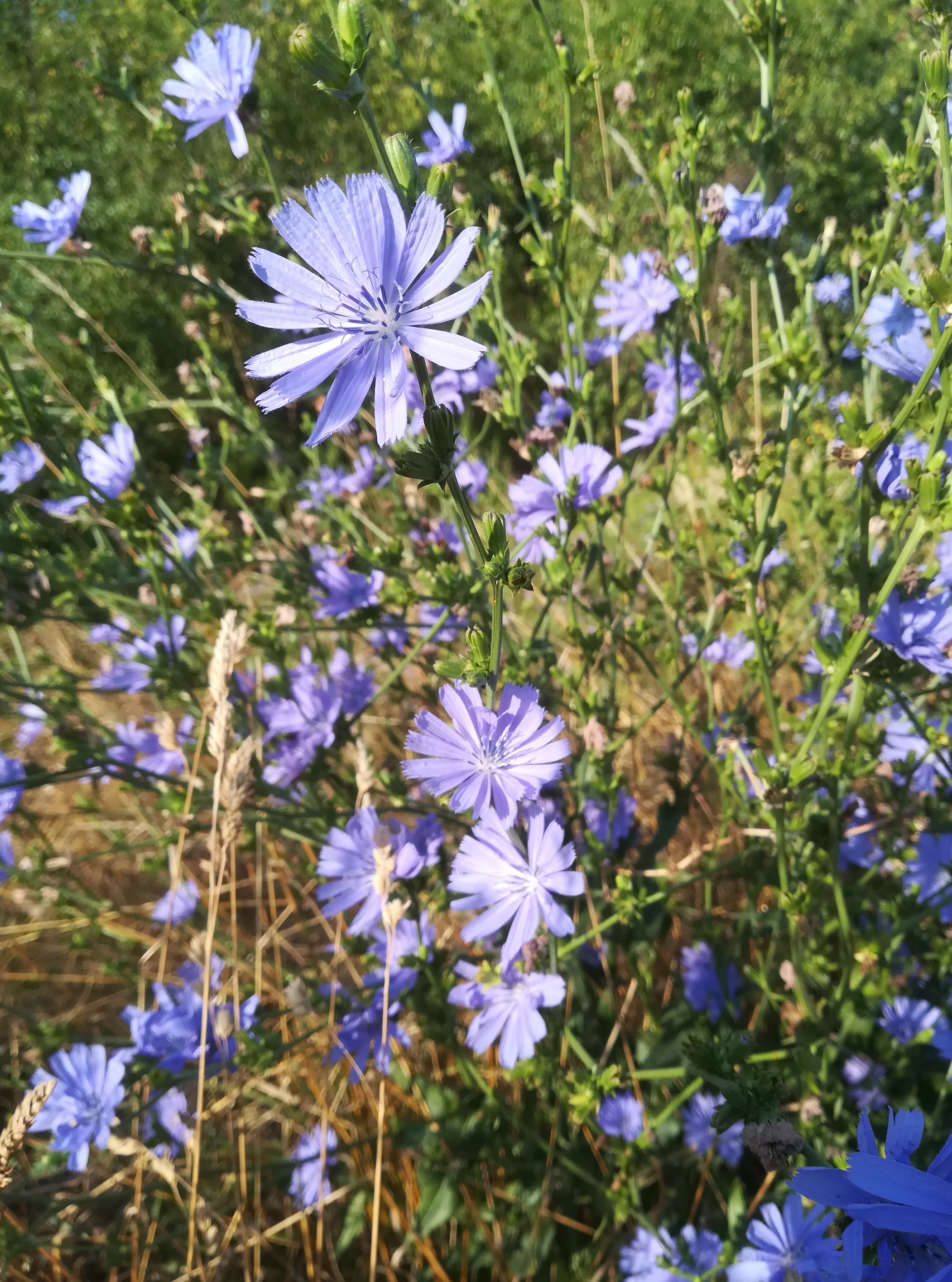 cichorium intybus bhf götzendorf_20190726_075055.jpg