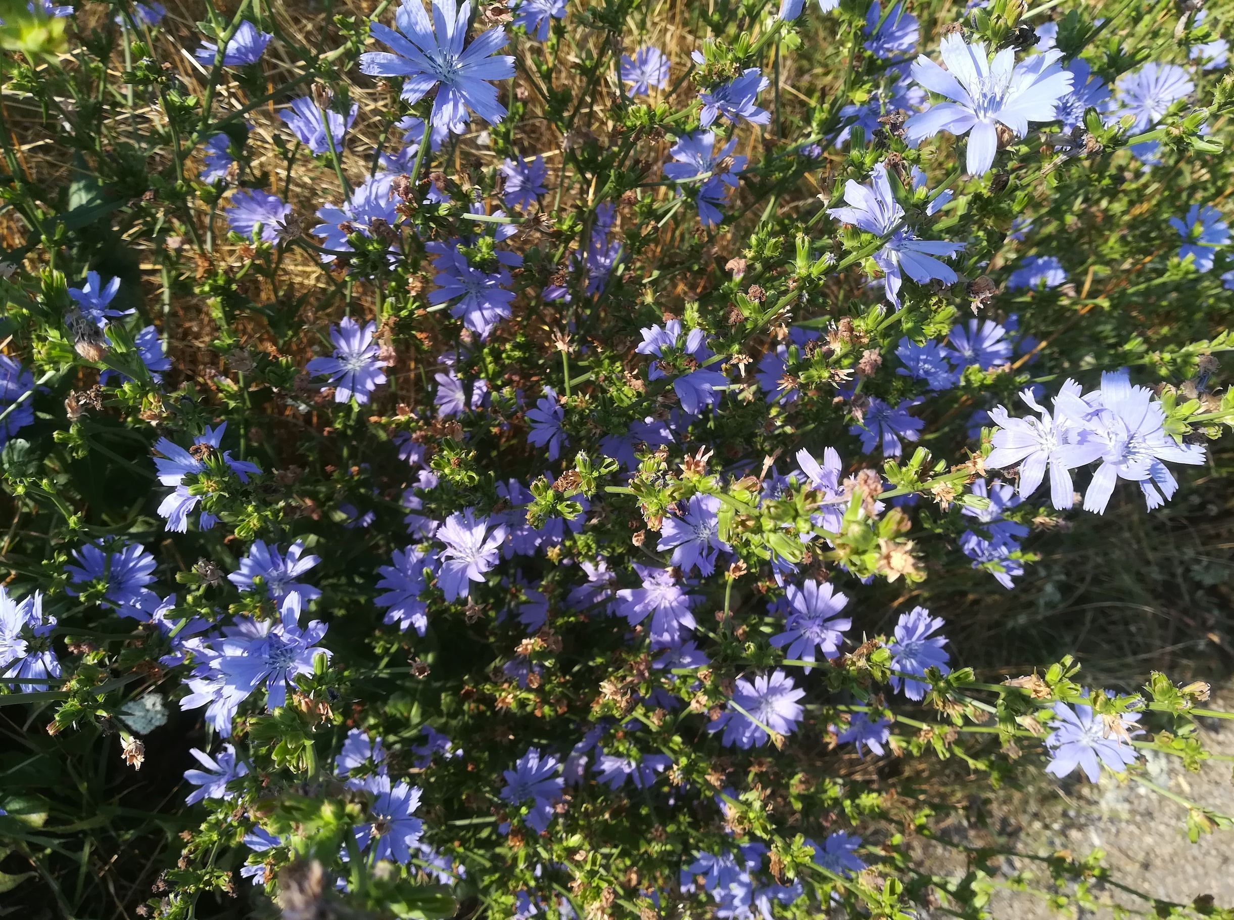 cichorium intybus bhf götzendorf_20190726_075107.jpg