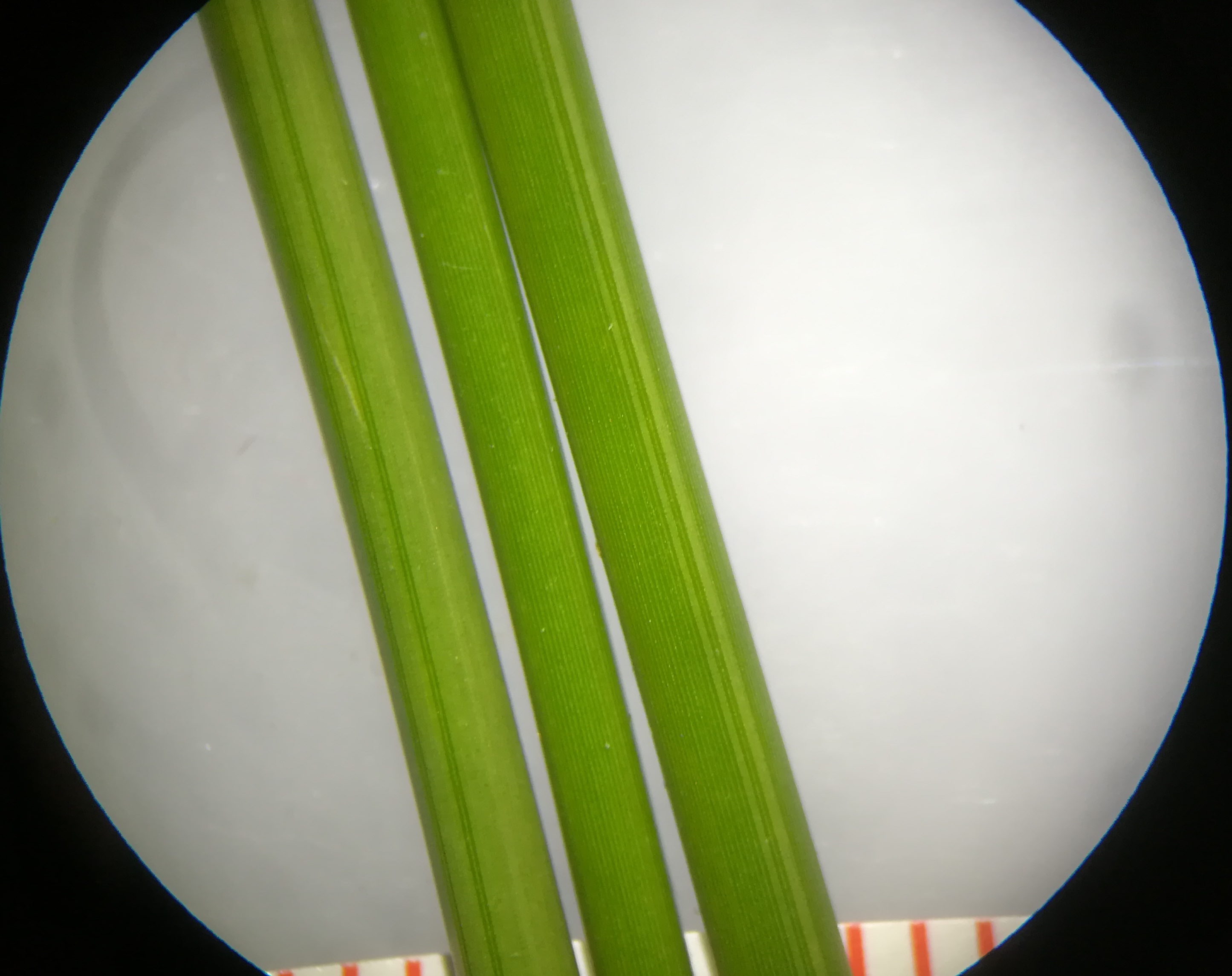 juncus effusus var. compactus panozzalacke_20190728_183637.jpg