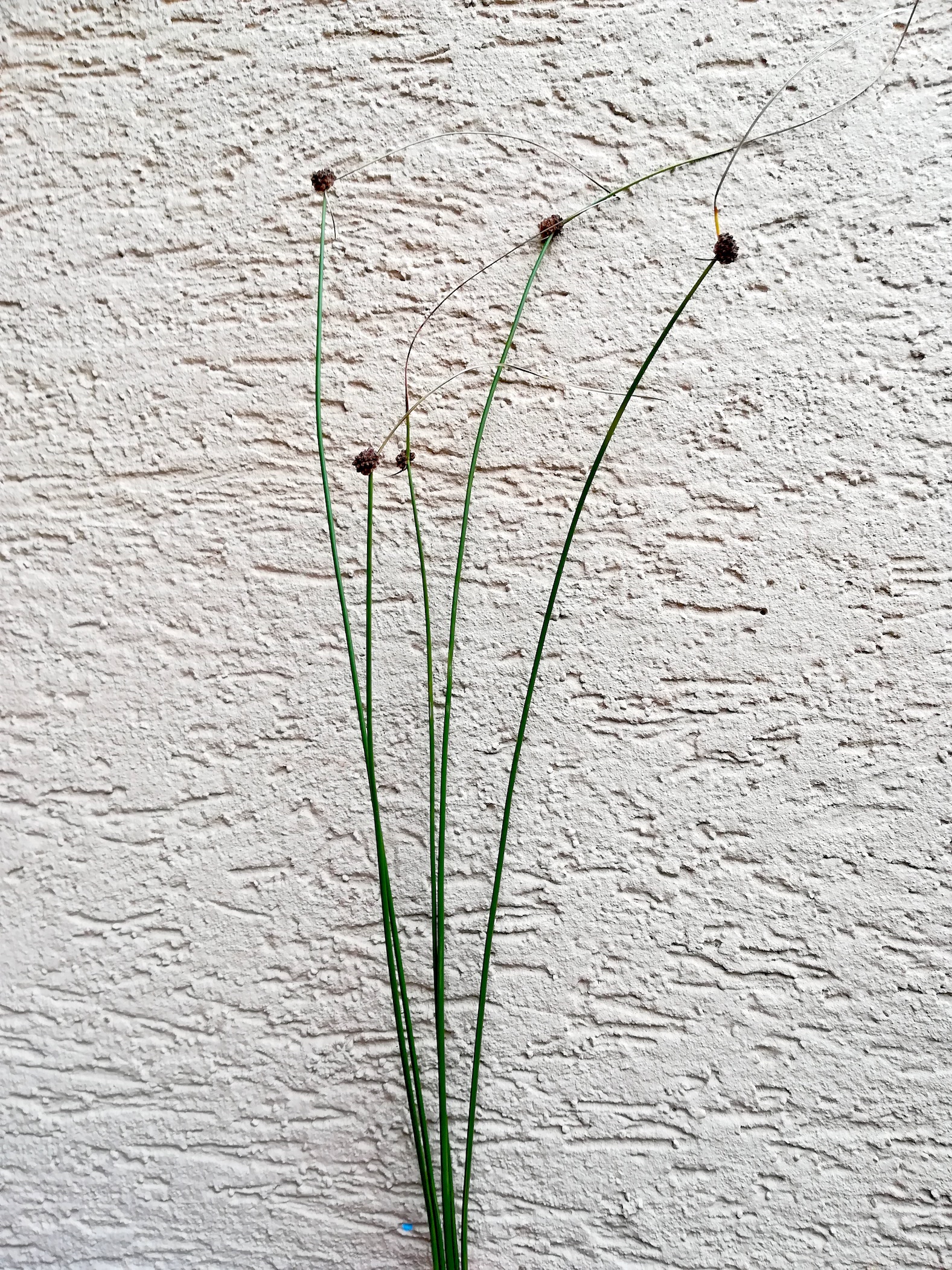 juncus effusus var. compactus panozzalacke_20190728_183738.jpg