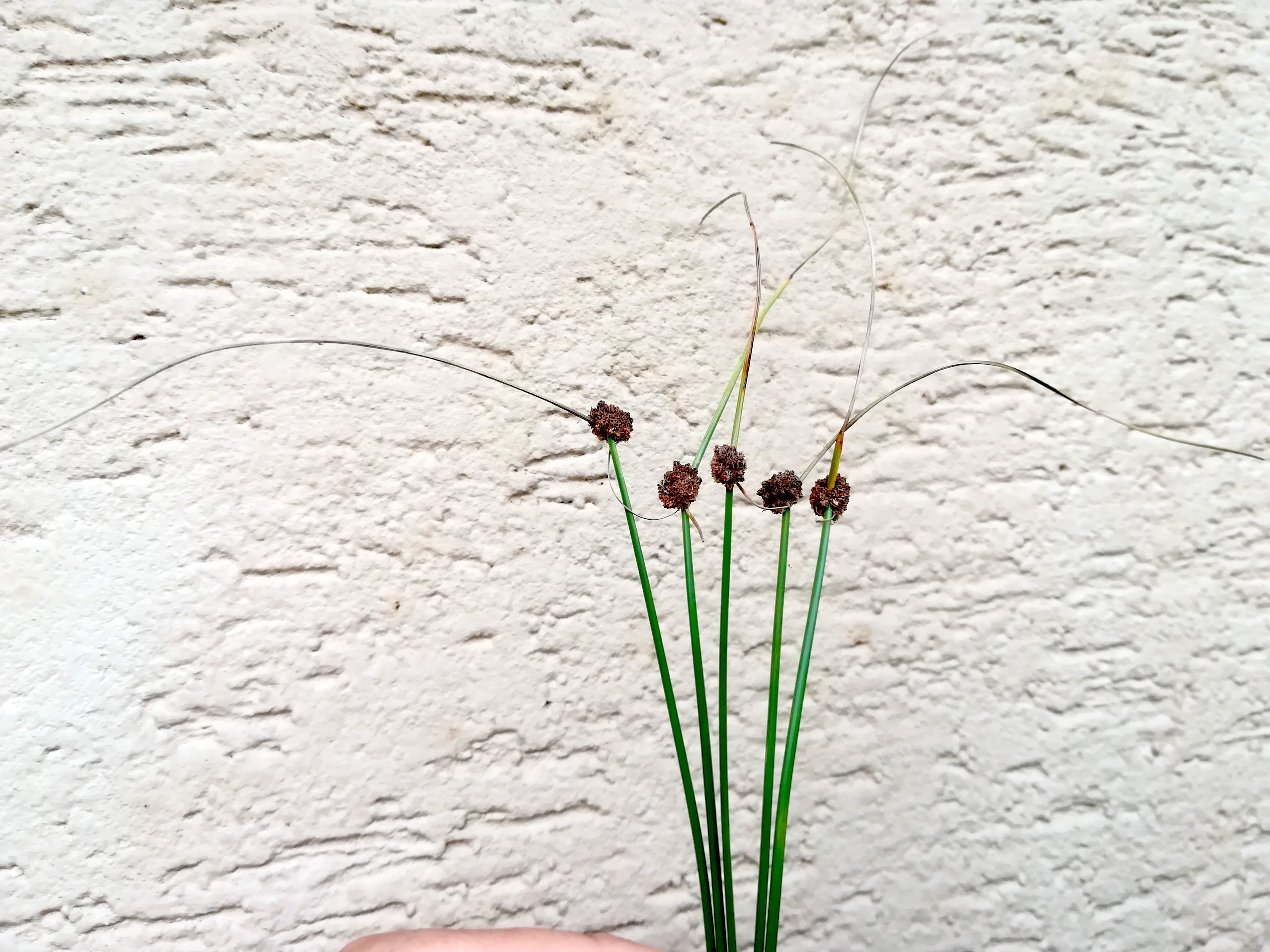 juncus effusus var. compactus panozzalacke_20190728_183834.jpg