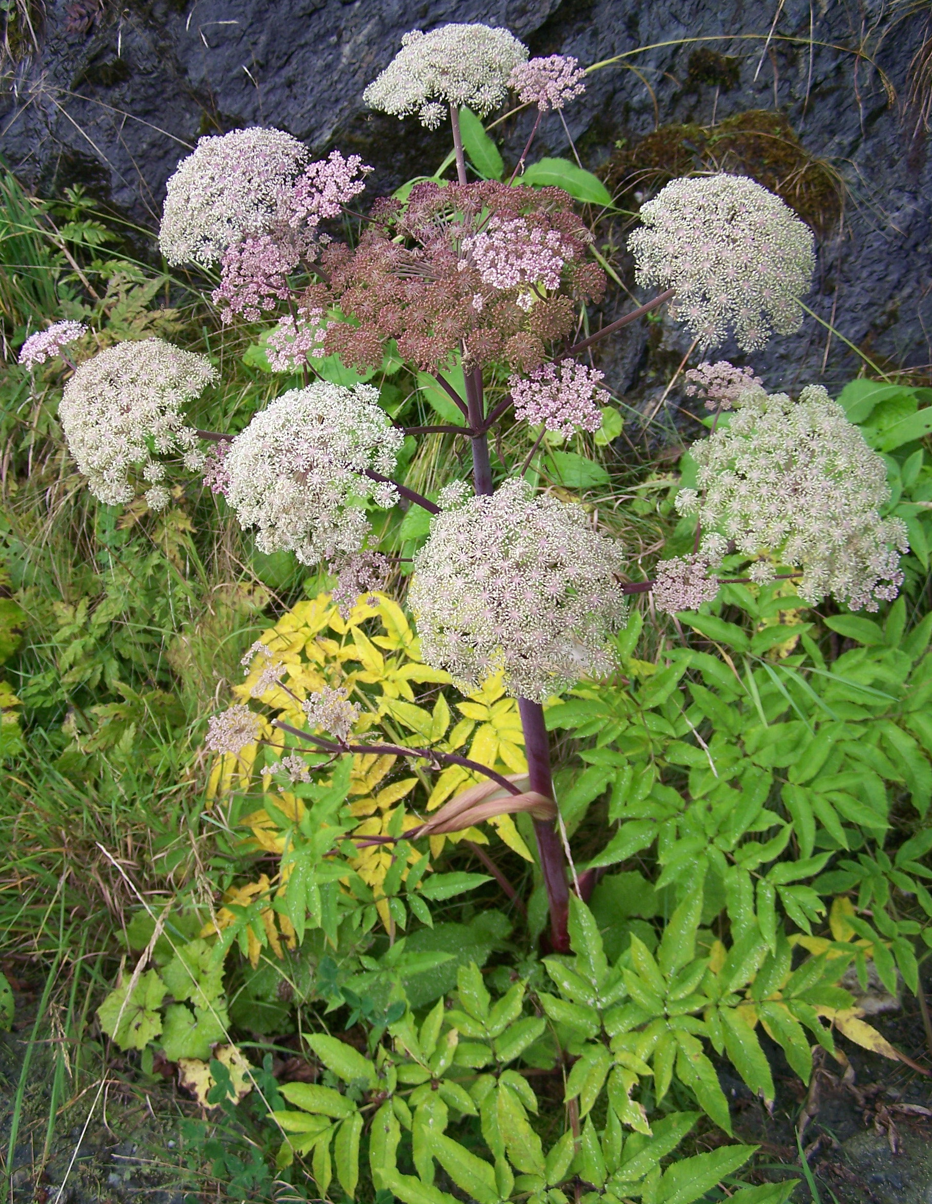 Angelica.sylvestris.ssp.montana.K-Schobergruppe.W.Baier.jpg