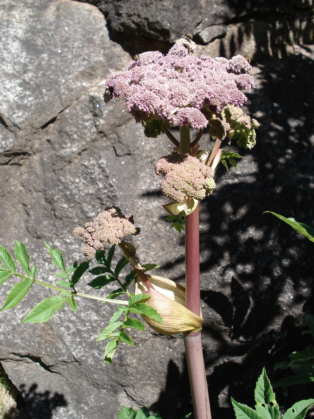 Angelica.sylvestris.ssp.montana.I-Adamello.Tonale-Passo.Paradiso.17.Jul.16.JPG