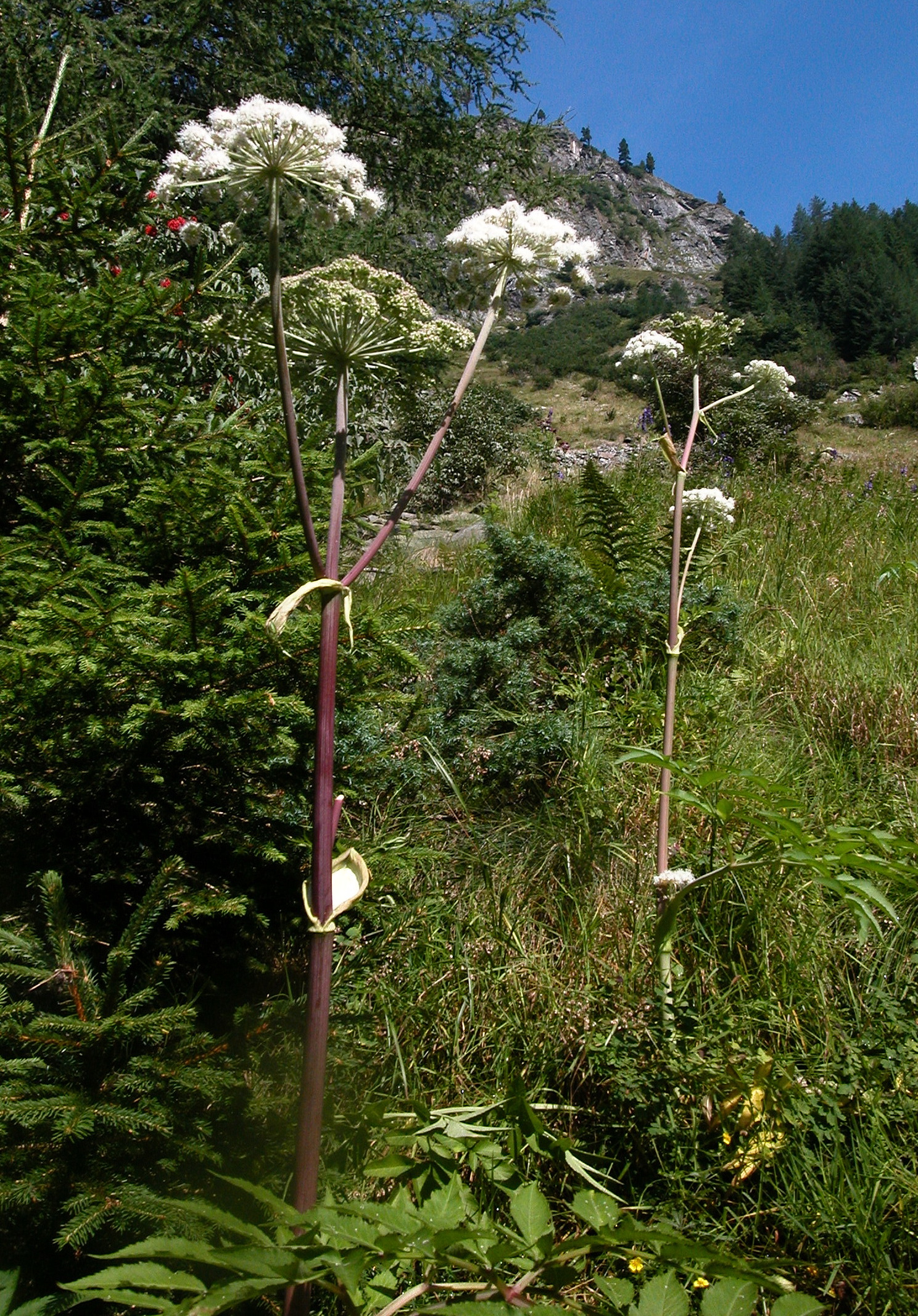 Angelica.sylvestris.ssp.montana.S-Lungau.Mariapfarr.Landawirsee.PH.JPG