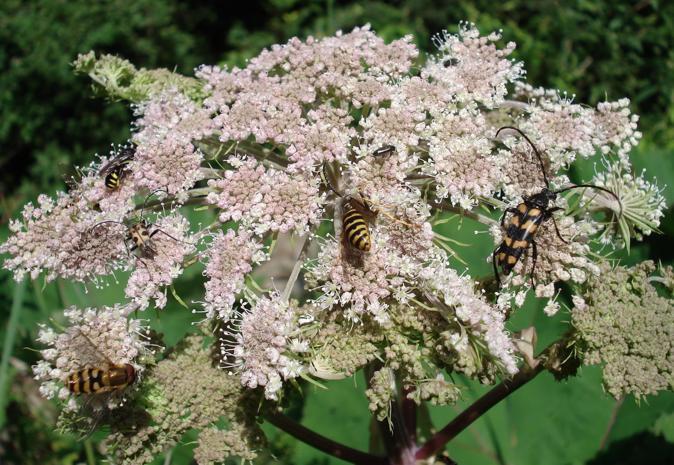 Angelica.sylvestris.ssp.montana.St-Seckauer.T .Hagenbachgraben.JPG