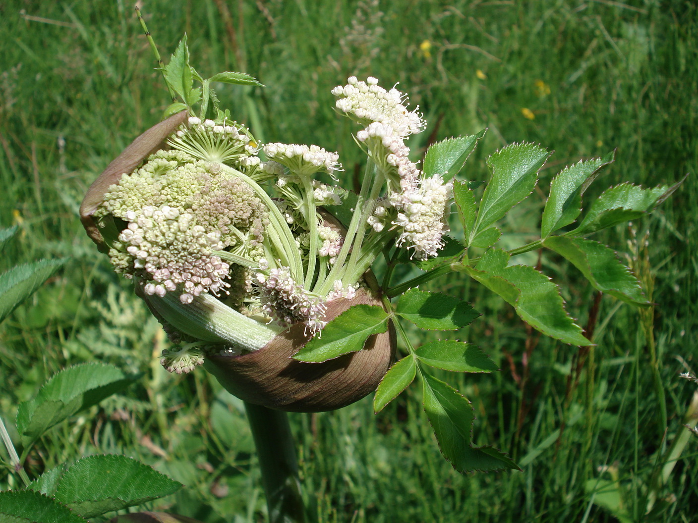 Angelica.sylvestris.ssp.montana.Südti.-Toblachersee-Südufer.JPG