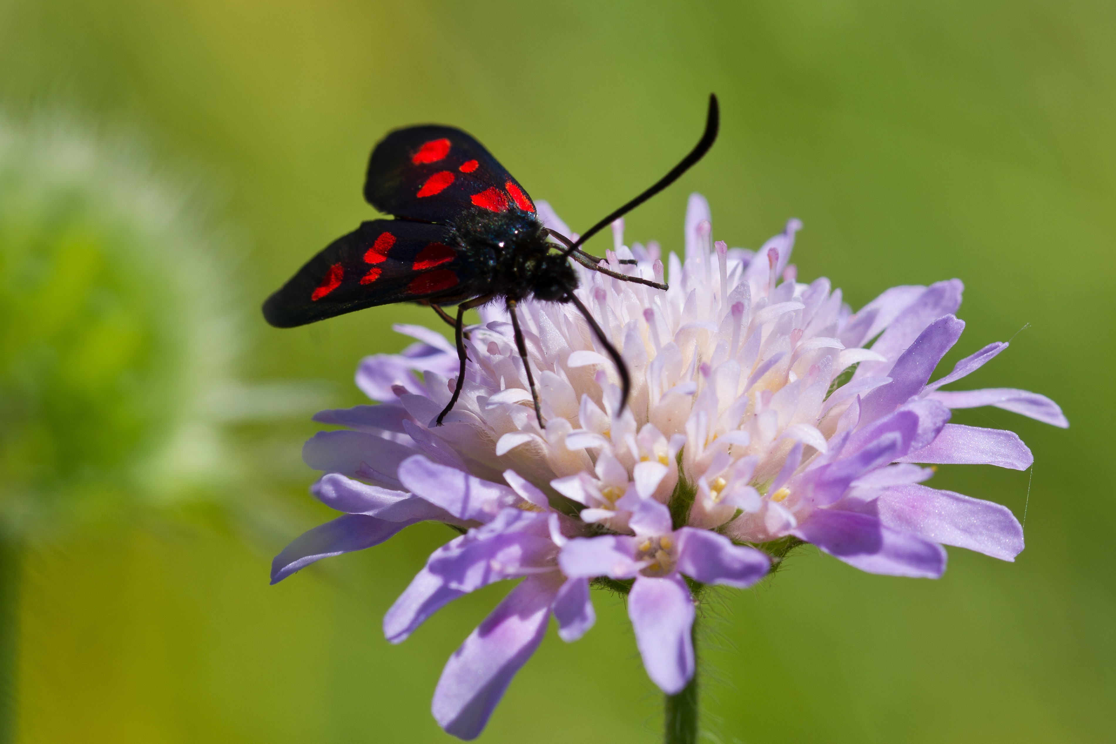 Dipsacaceae_Knautia arvensis_Kreuzbühelwiese.jpg