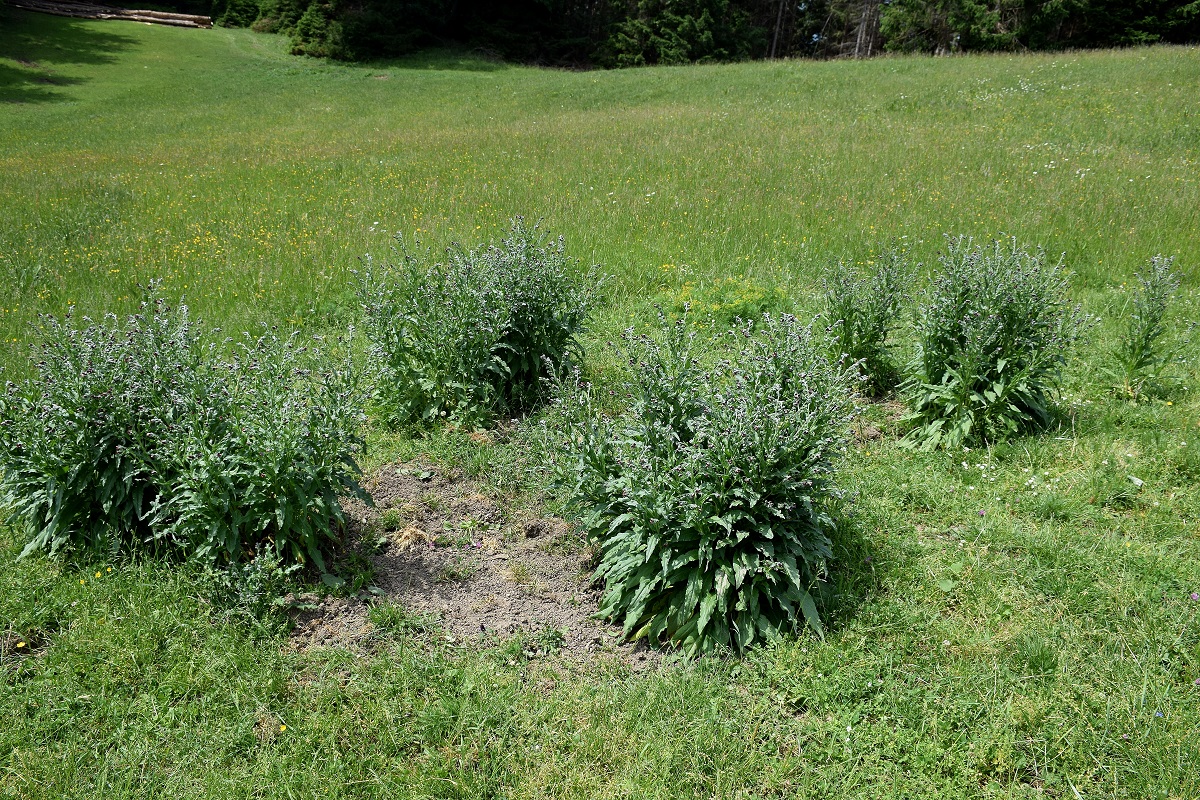 Jochart-18062019-(262)-Raidelwiese - Cynoglossum officinale - Gewöhnliche Hundszunge.JPG