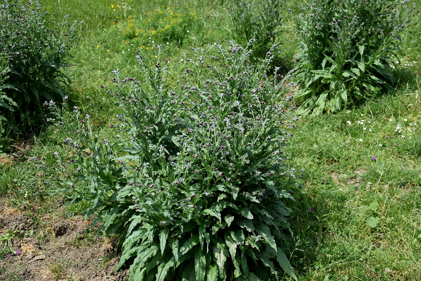 Jochart-18062019-(263)-Raidelwiese - Cynoglossum officinale - Gewöhnliche Hundszunge.JPG