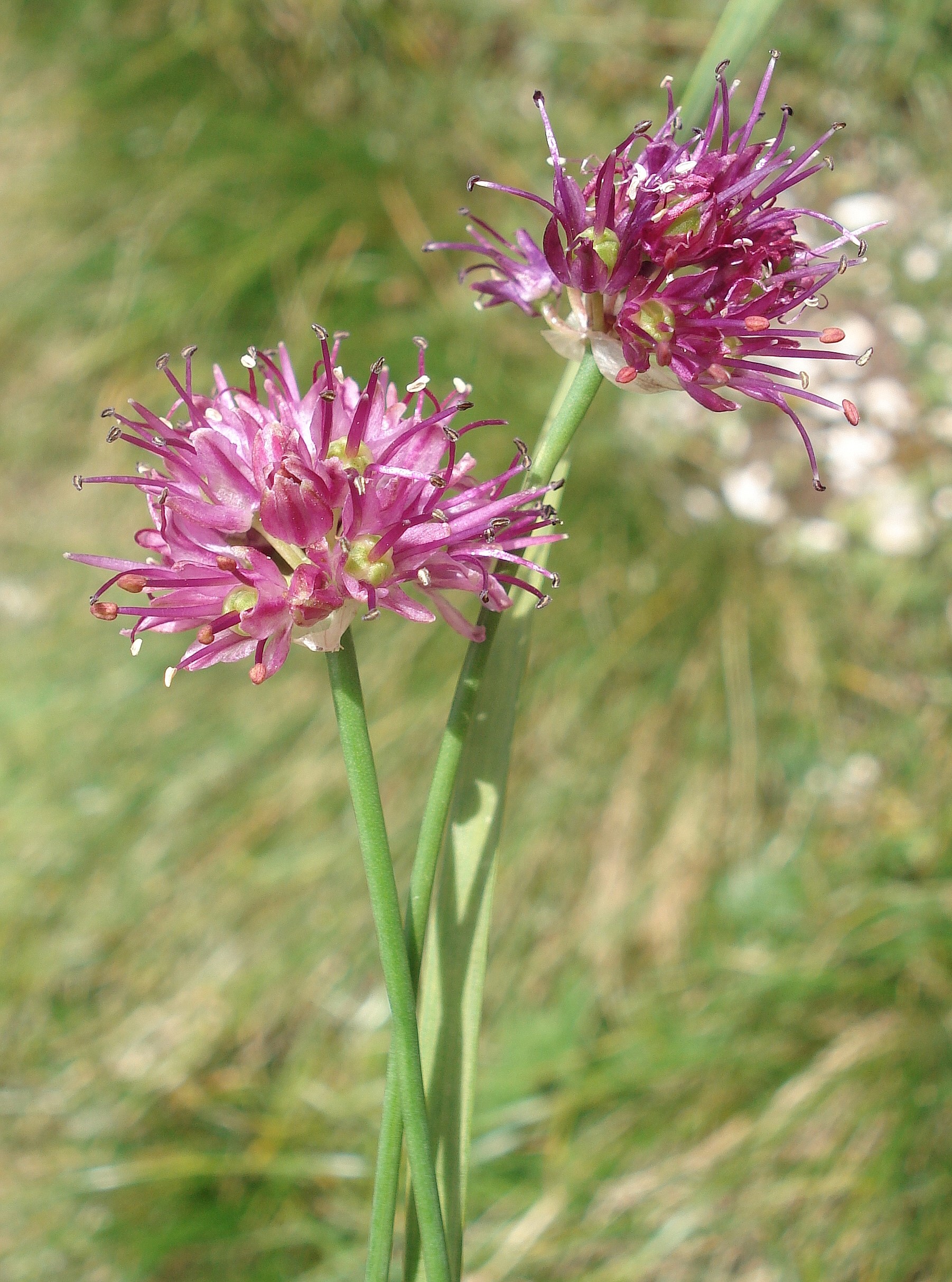 Allium.kermesinum.18.8.18.JPG