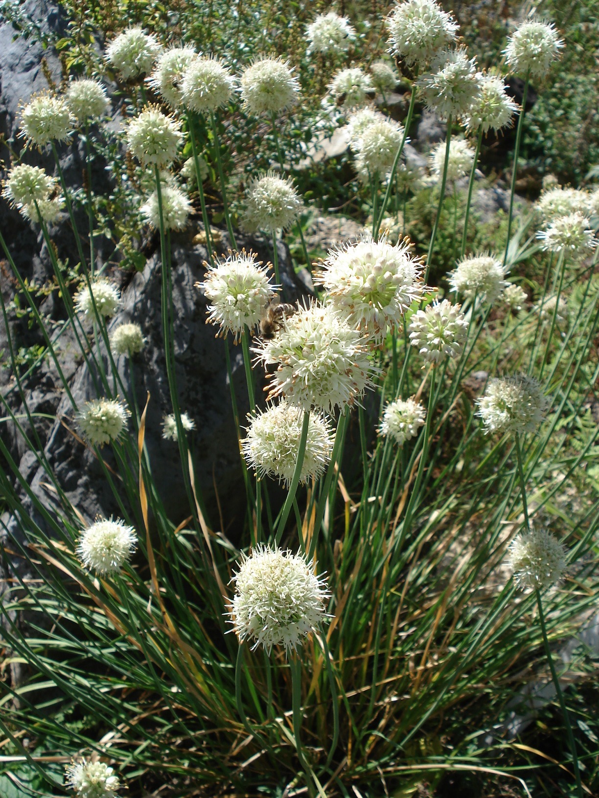 Allium.ericetorum.jpg