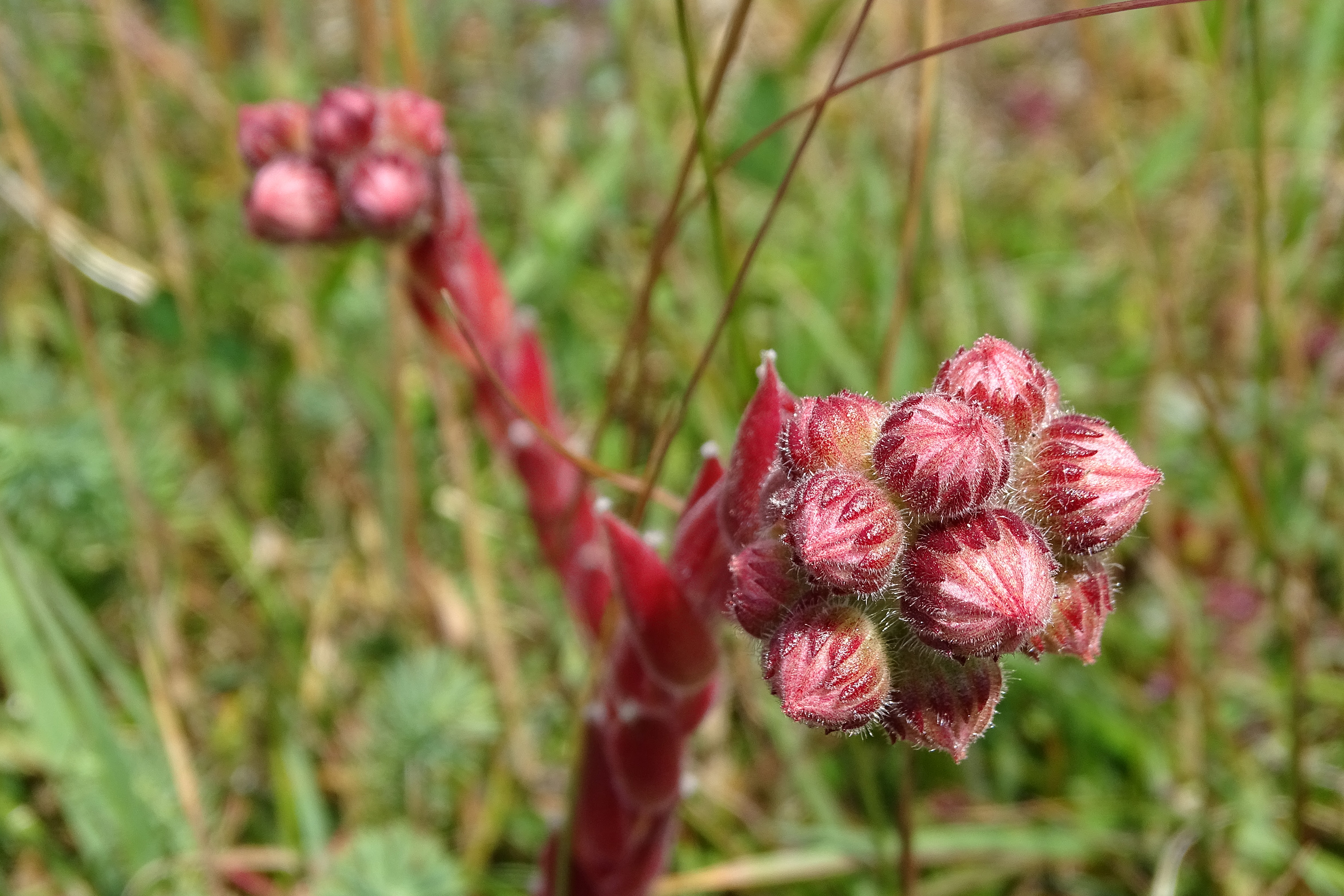 Sempervivum_schoeckl3.jpg