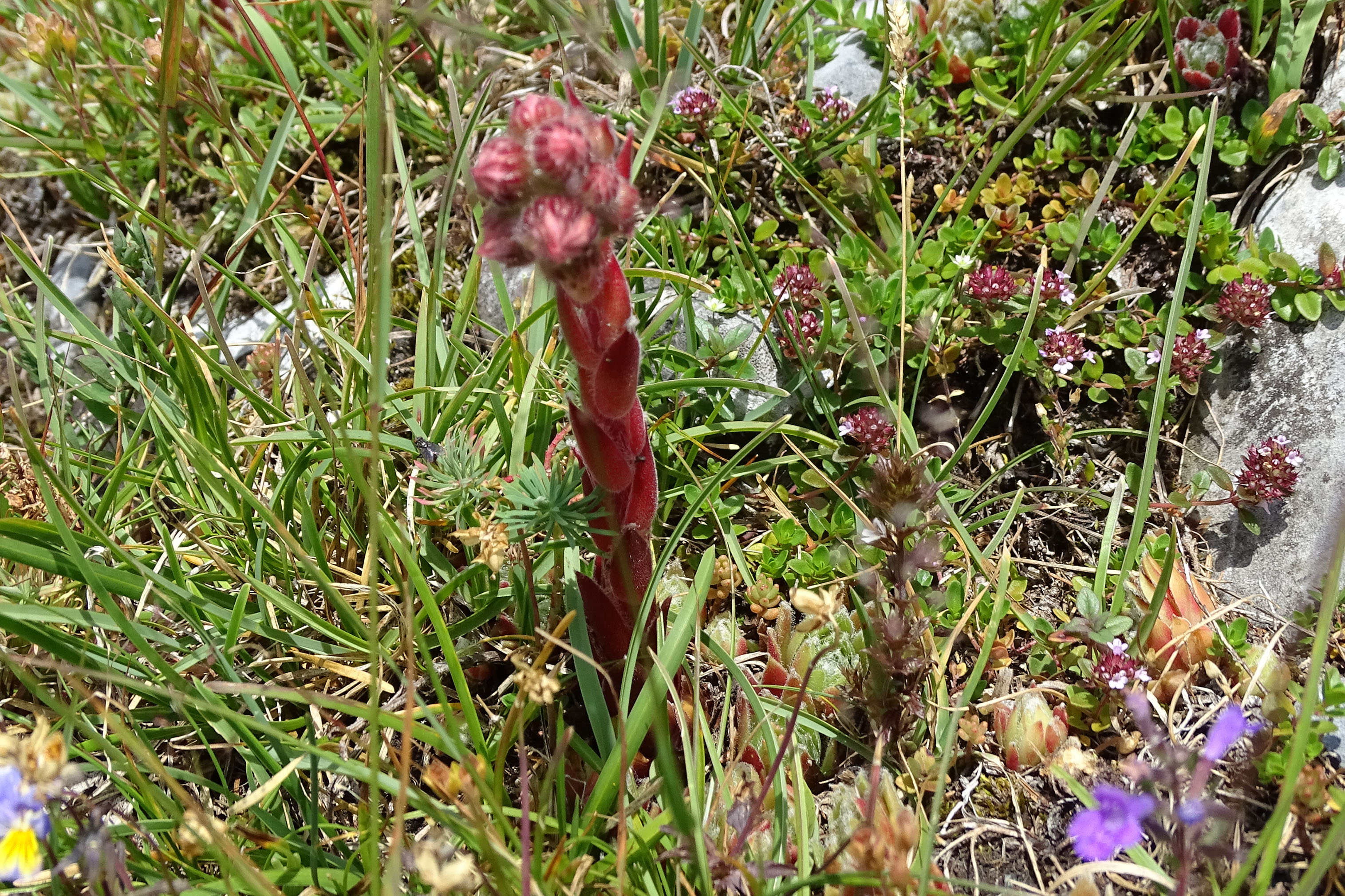 Sempervivum_schoeckl1.jpg