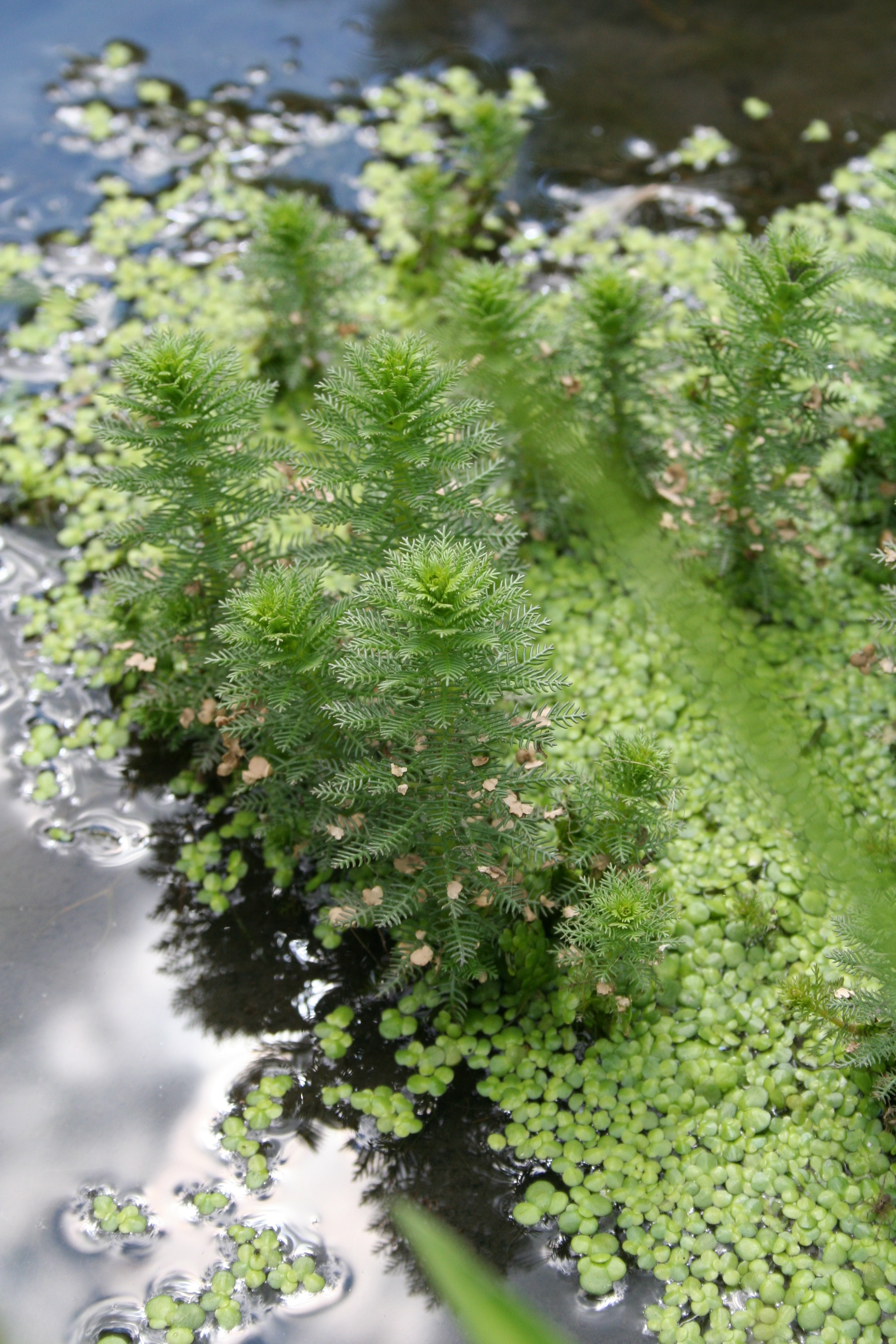 Haloragaceae_Myriophyllum verticillatum.jpg