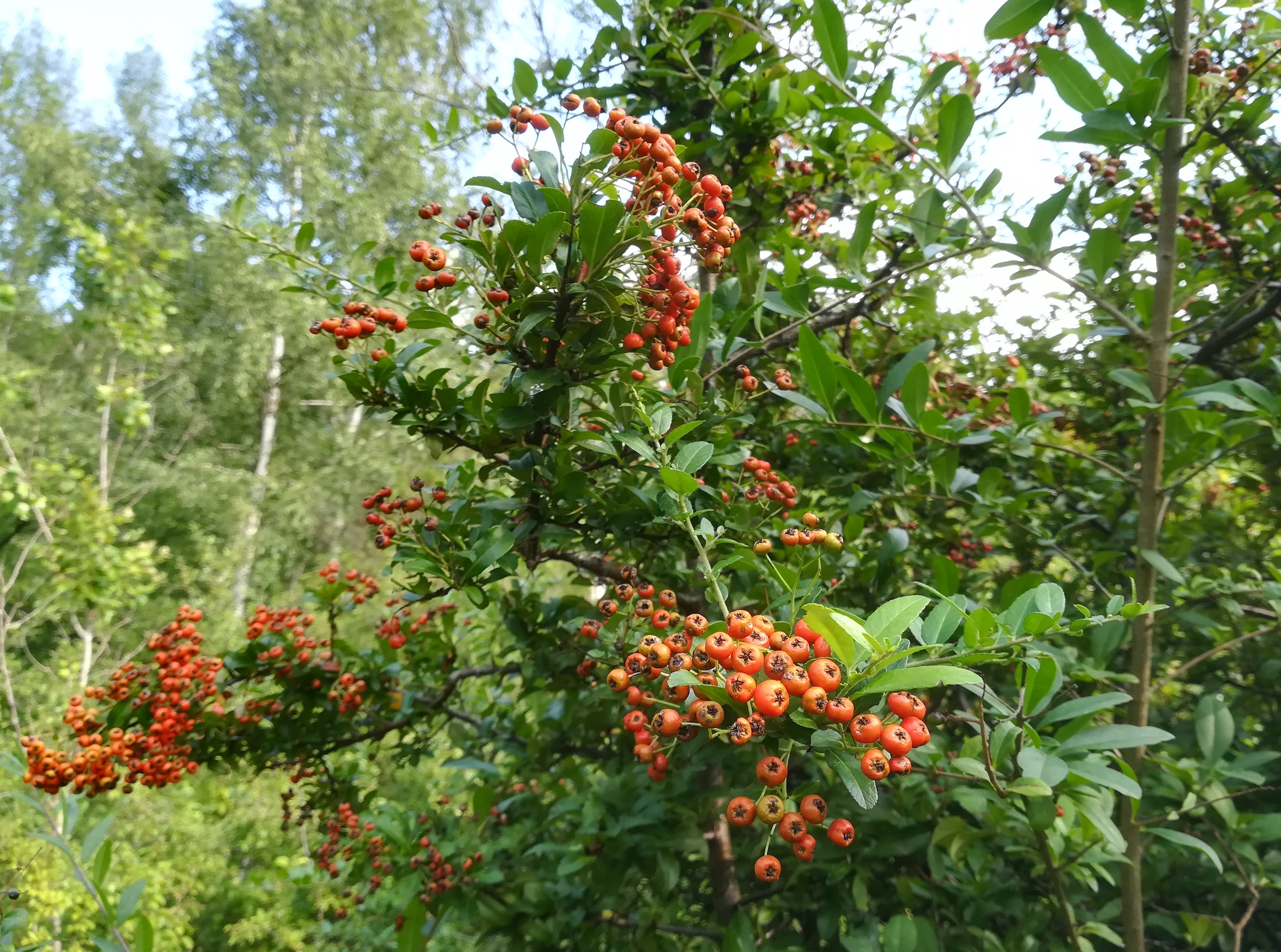 pyracantha coccinea panozzalacke_20190731_172713.jpg